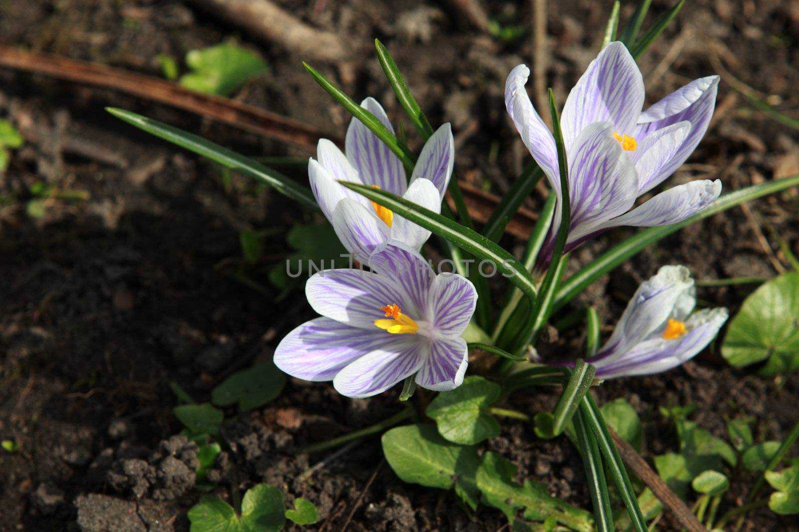 crocuses by catolla