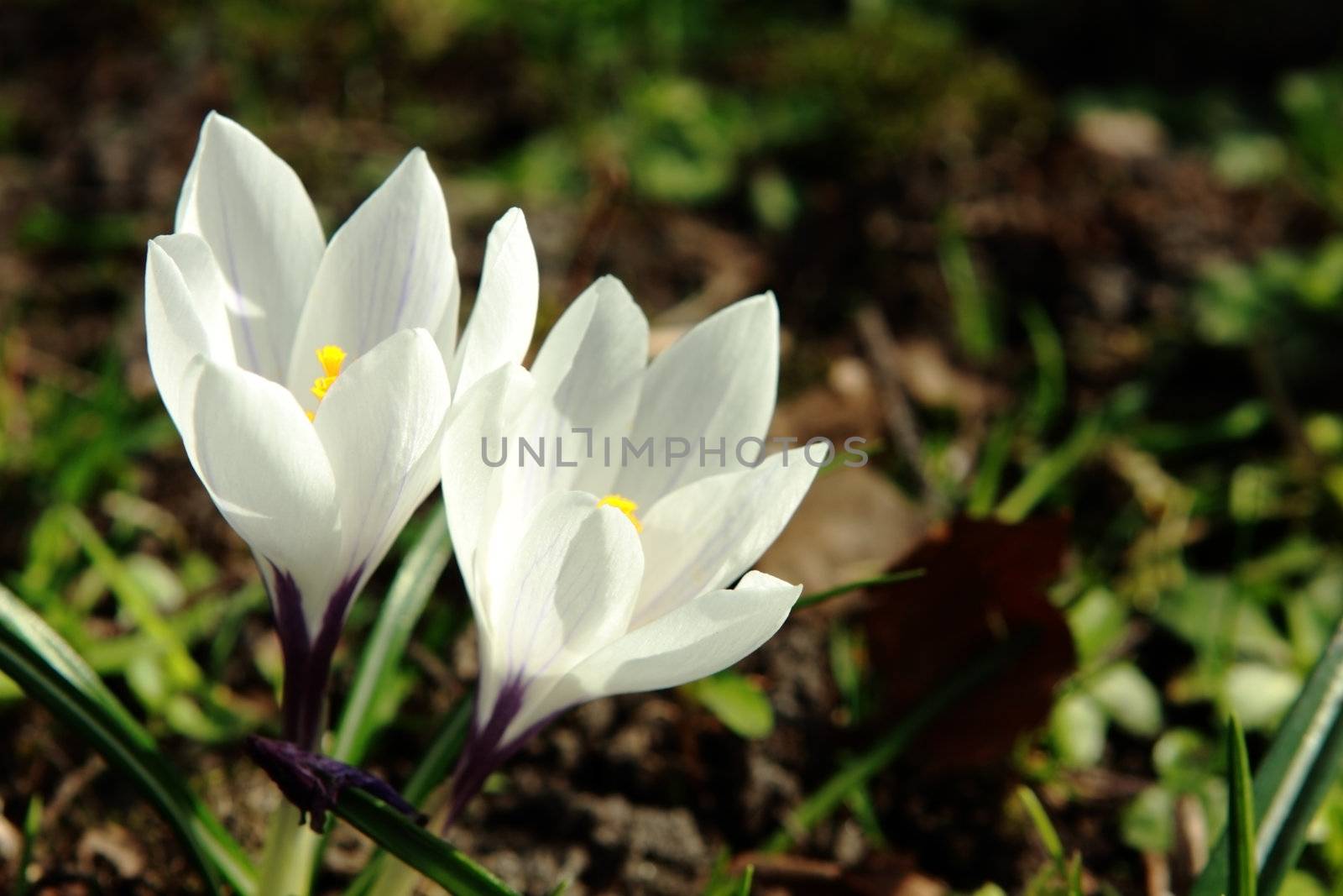white crocuses by catolla