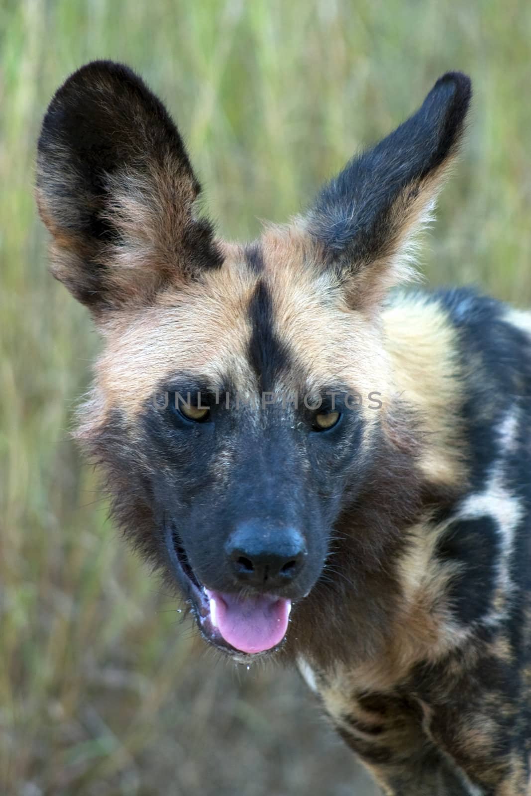 Close up of an African Wild Dog (Painted Fox) in Kruger National Park, South Africa