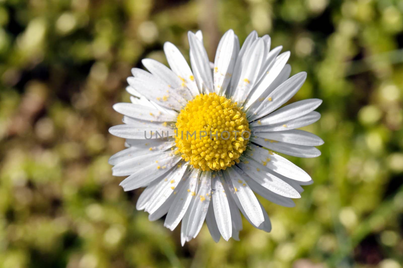 White daisy macro with pollen in a spring garden