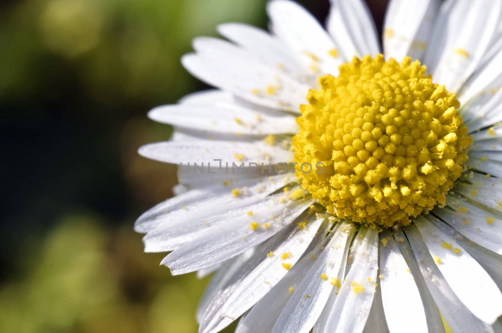 White daisy macro with pollen in a spring garden