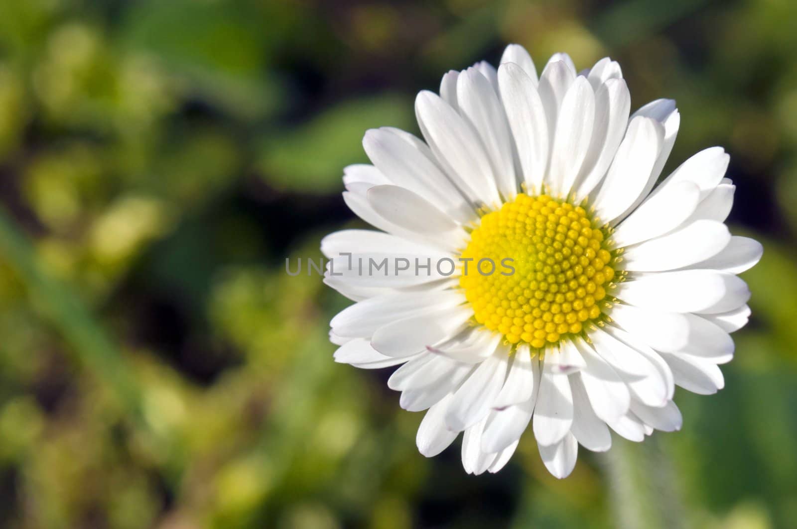 White daisy macro with pollen in a spring garden