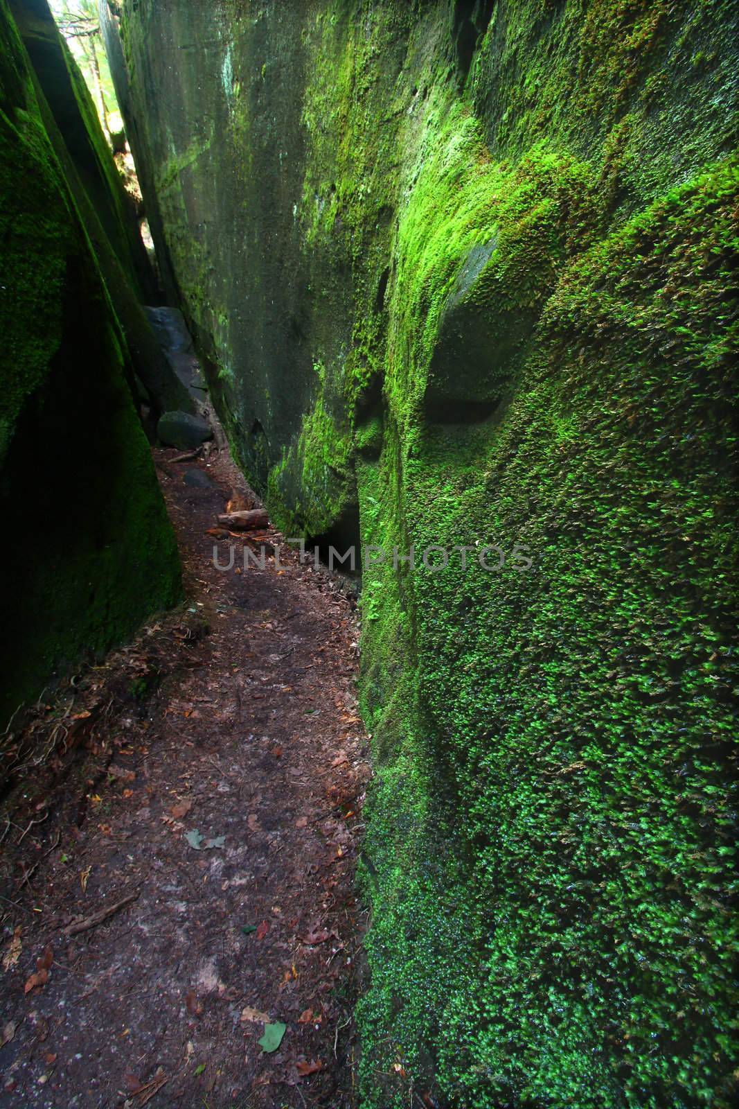 Mossy canyon in Alabama by Wirepec