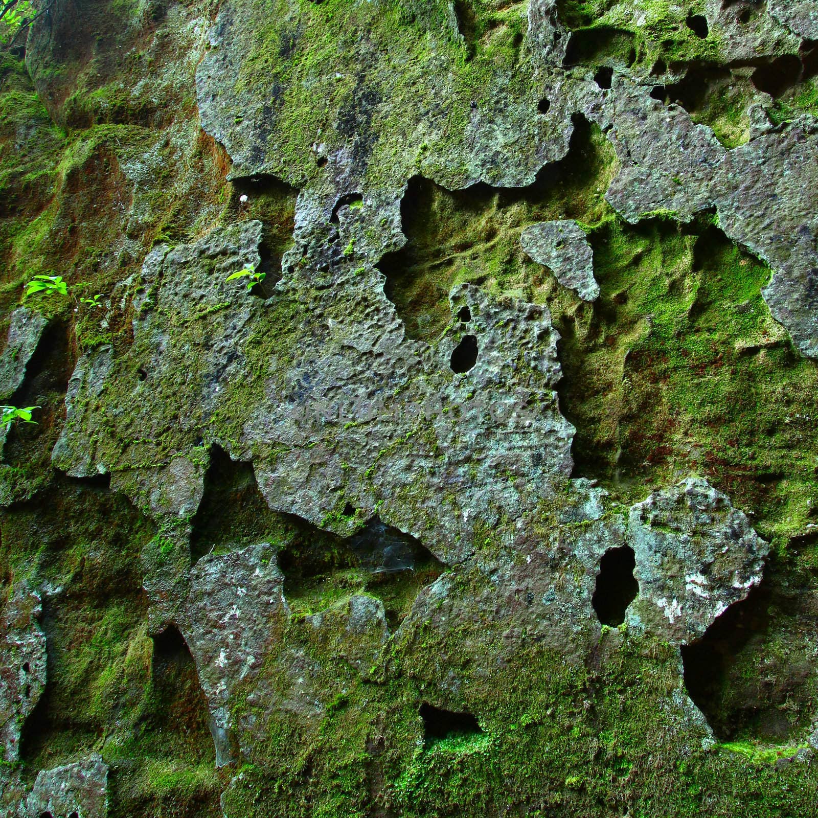 A seemingly ancient moss covered rock wall in northern Alabama.