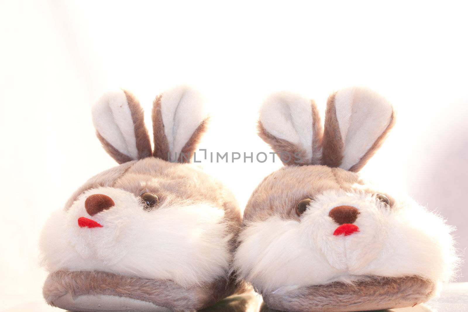 Slippers hare  on a white background