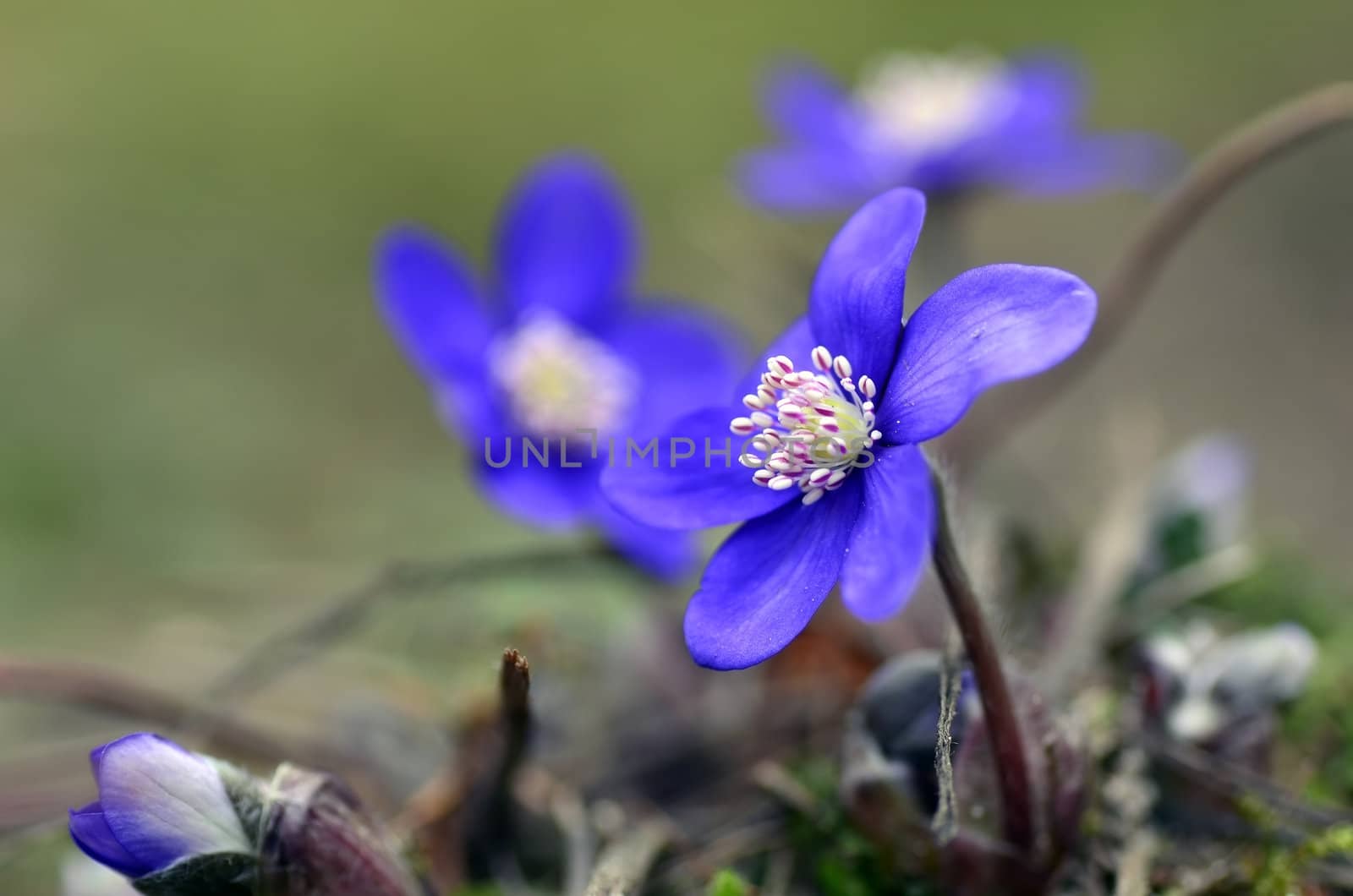 Blue spring flower by Vectorex