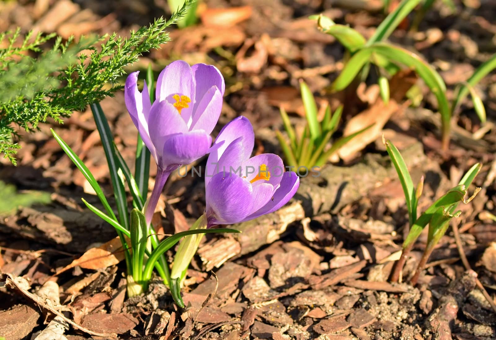 Blooming crocus flowers in spring time