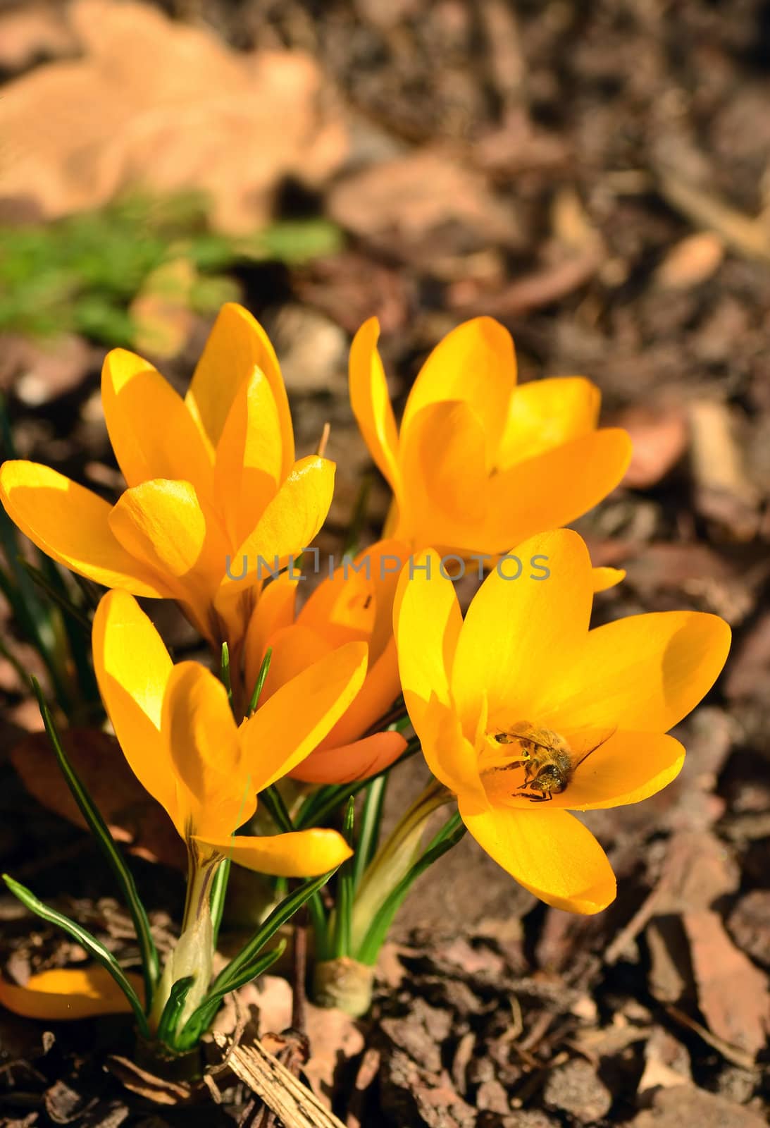 First crocus flowers in spring time. Bee inside one of them.