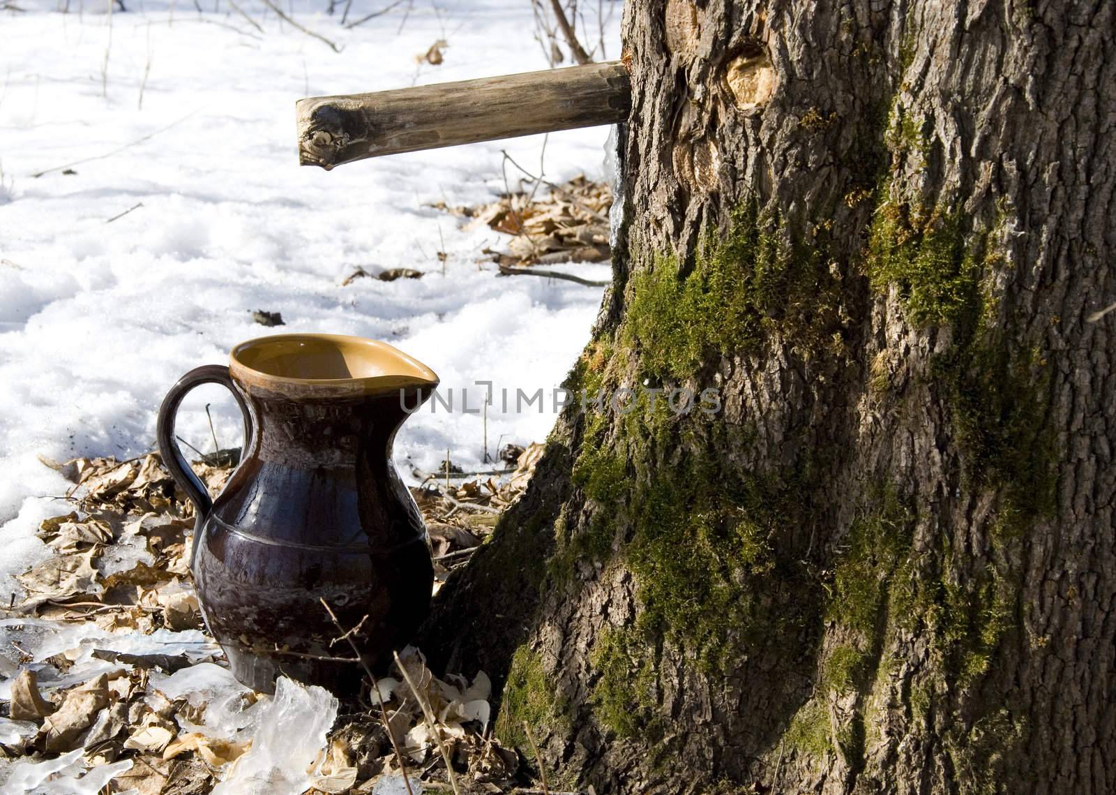 Maple sap is flowing into the pitcher surrounded by still undissolved snow