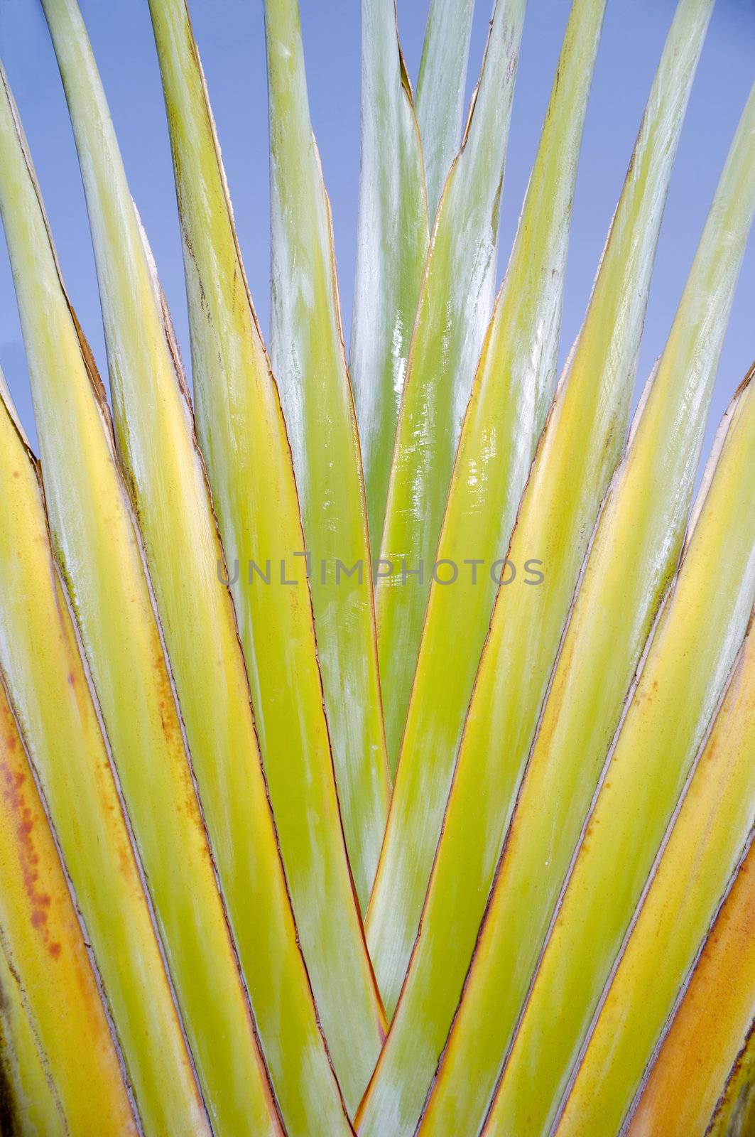 Palm leaf. Taken on a sunny day.