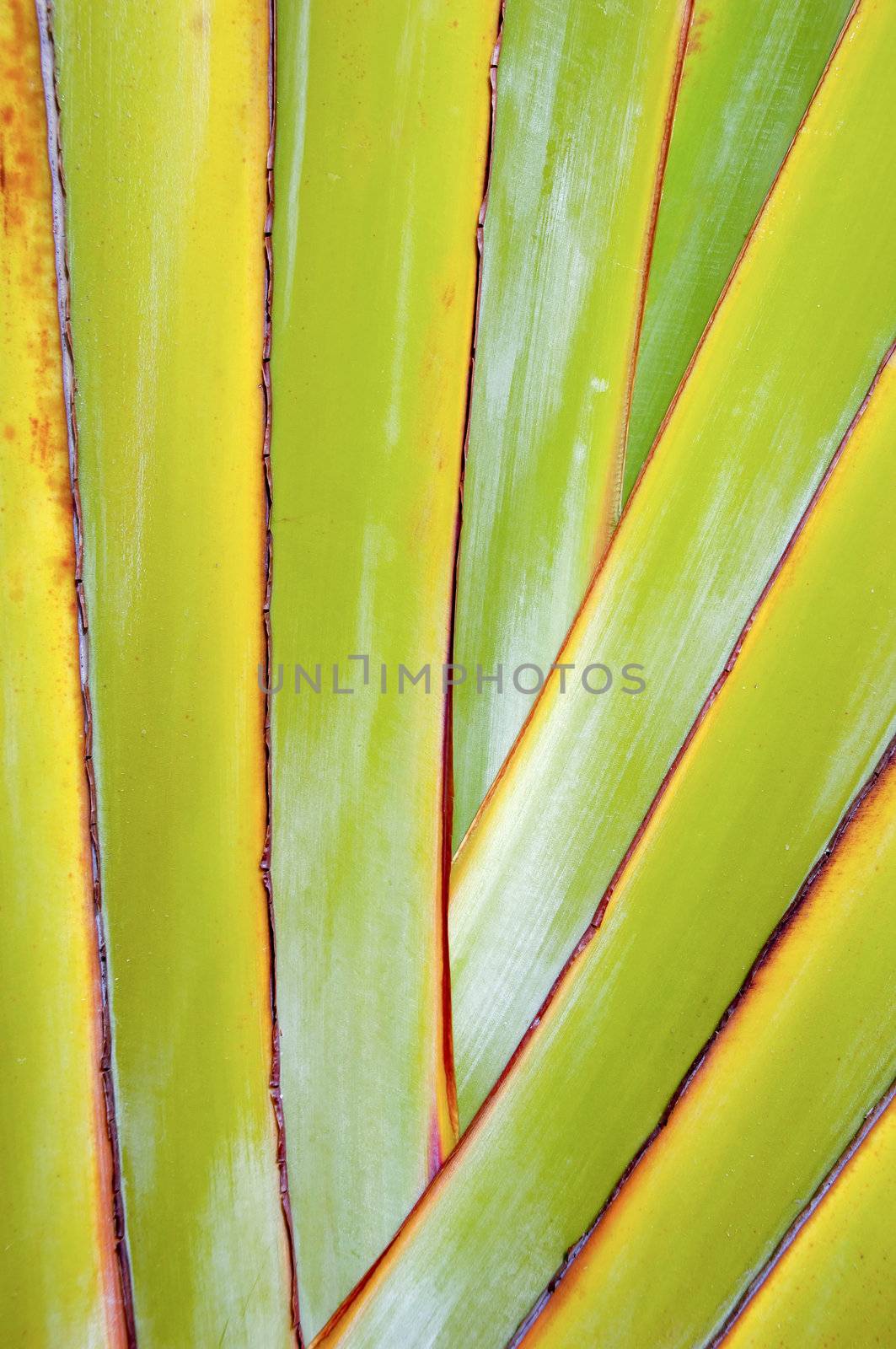 Close up of palm leaf, taken from an untraditionel angel.