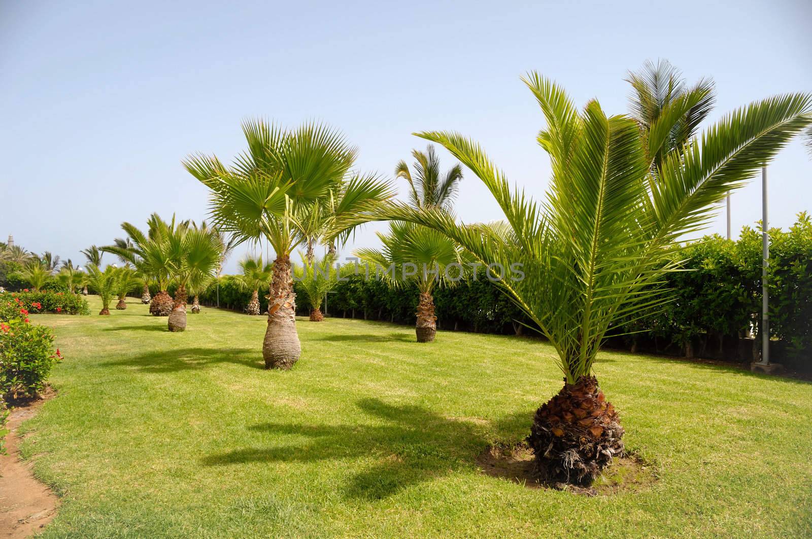 Palms in garden of a hotel
