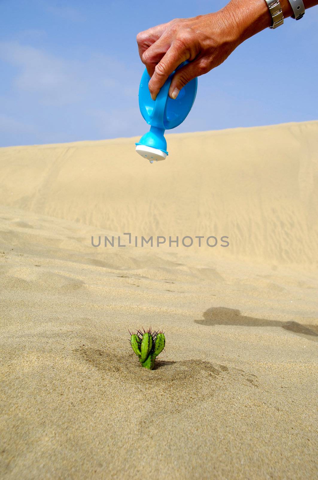 Watering a cactus in the desert