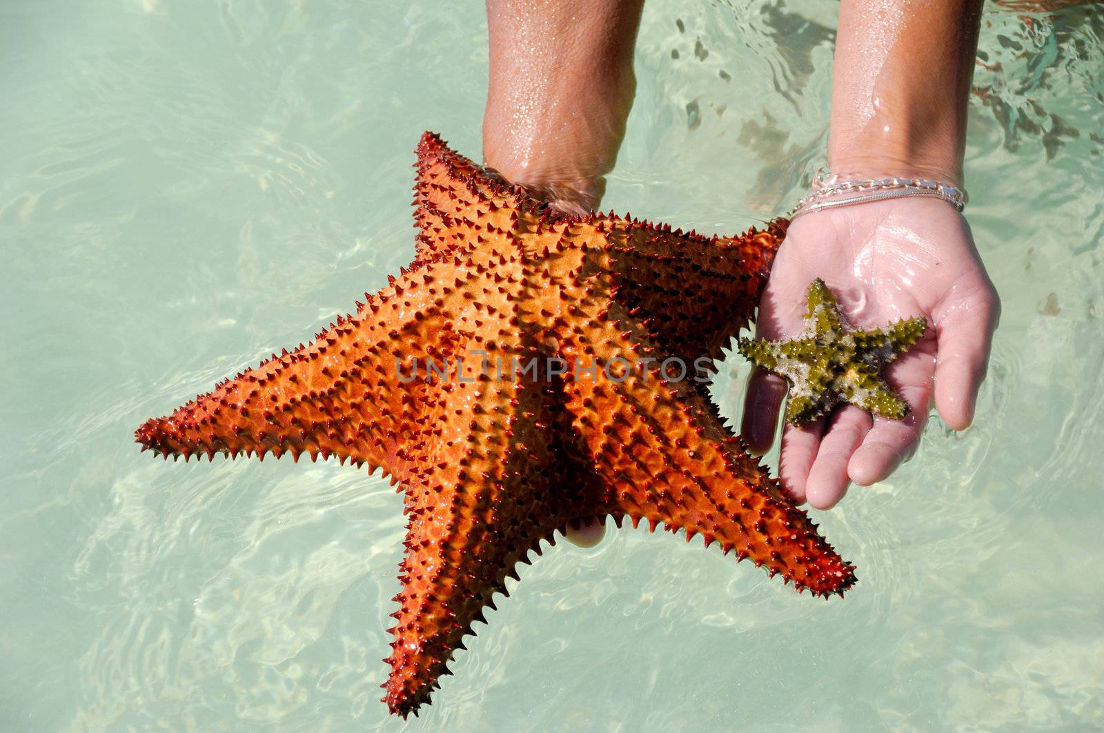 Woman is holding two starfish