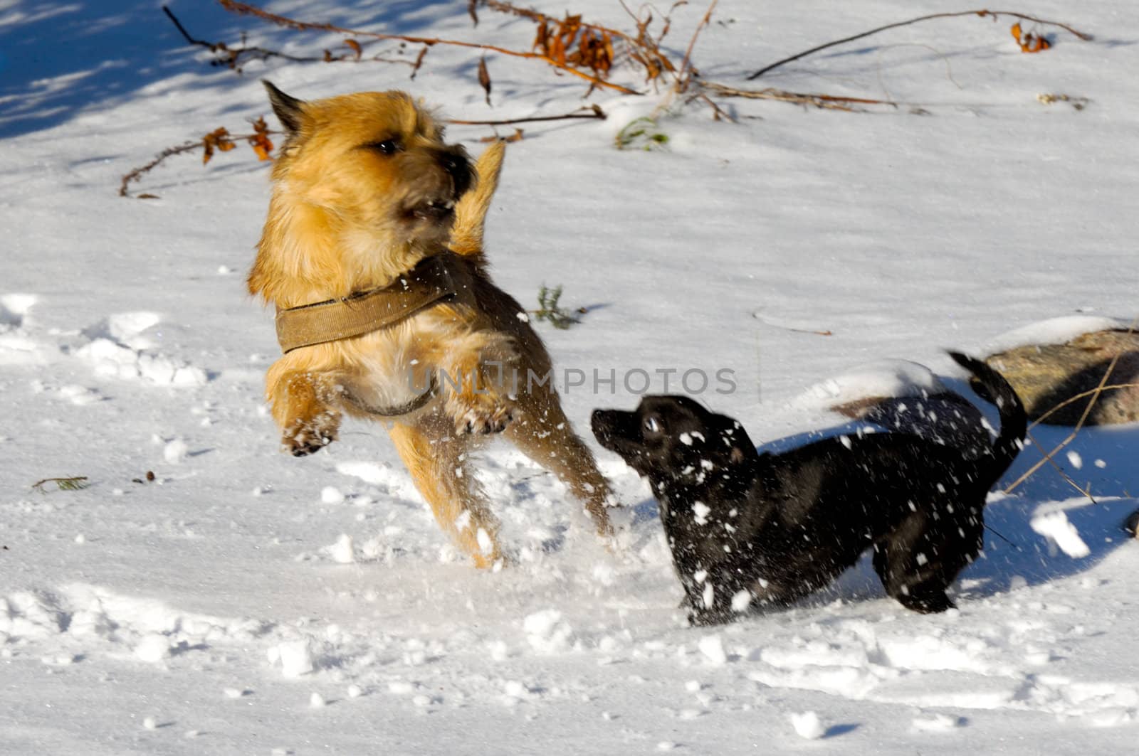 Dogs are playing and running in the snow. Motion blur. The breed of the dogs are a Cairn Terrier and the small dog is a mix of a Chihuahua and a Miniature Pinscher. 
