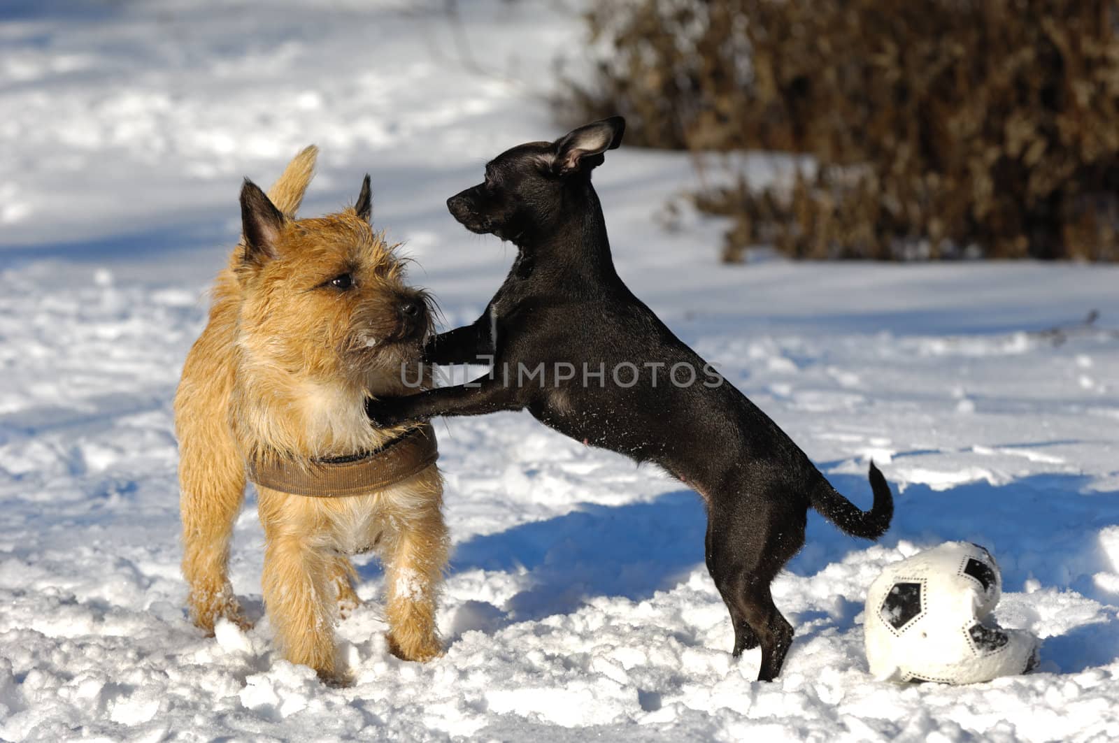 Dogs in the the snow. The breed of the dogs are a Cairn Terrier and the small dog is a mix of a Chihuahua and a Miniature Pinscher. 