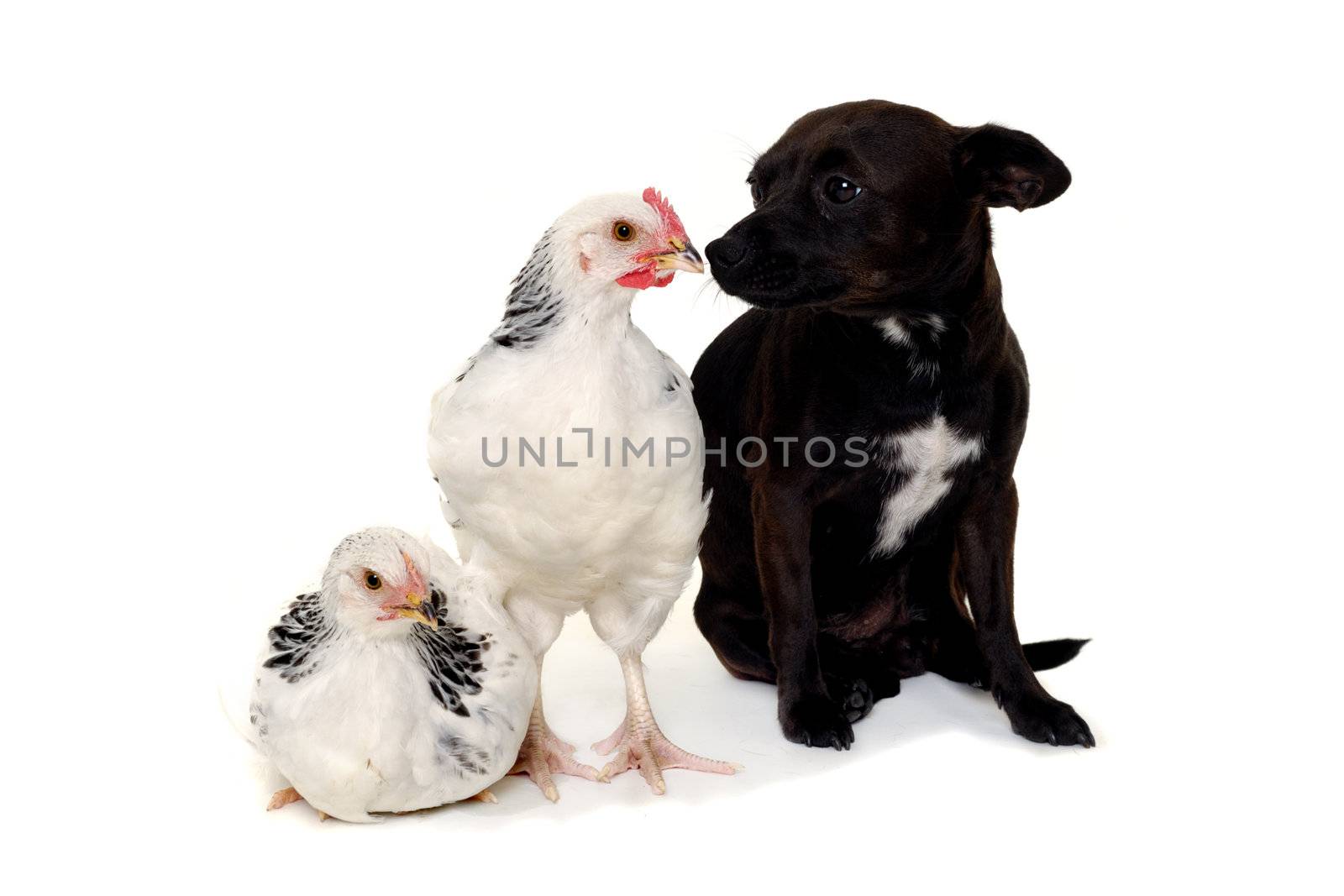 A puppy dog and a chickens is looking at each other. Real shot, not manipulation. The dog is a mix of a chihuahua and a miniature pinscher.