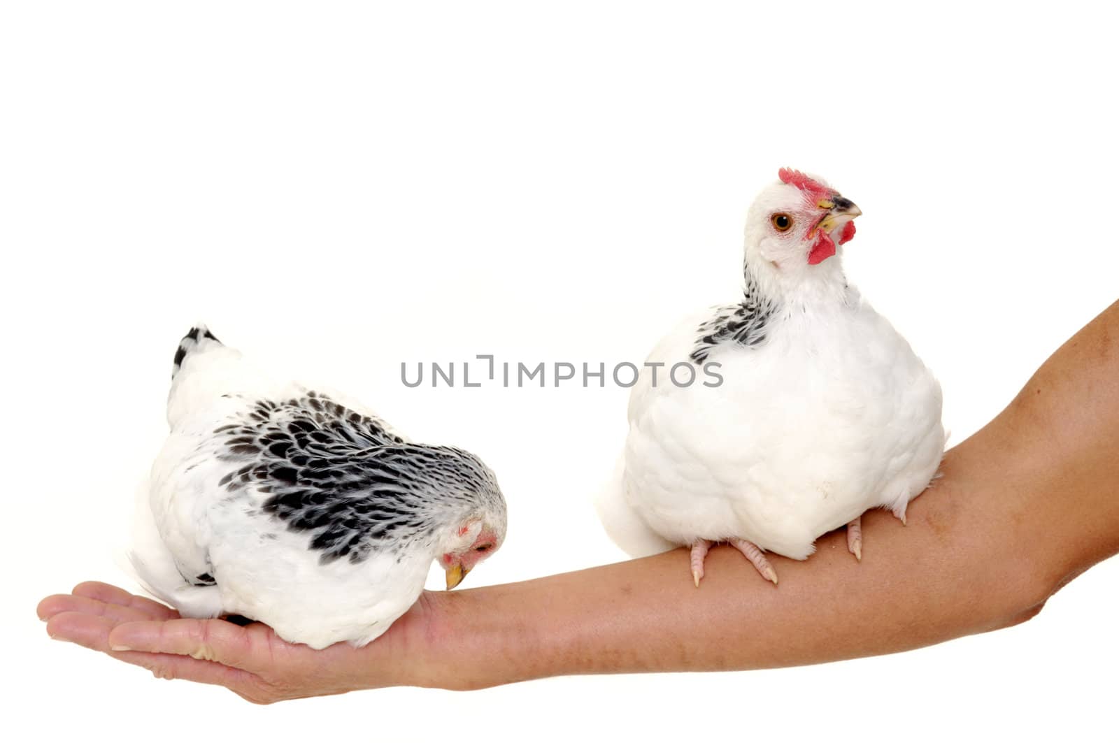 Two chickens is sitting on an arm of a woman.