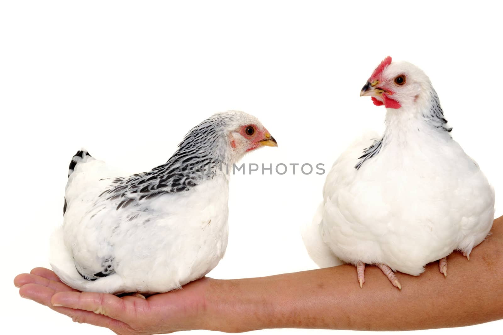 Two chickens is sitting on an arm of a woman.