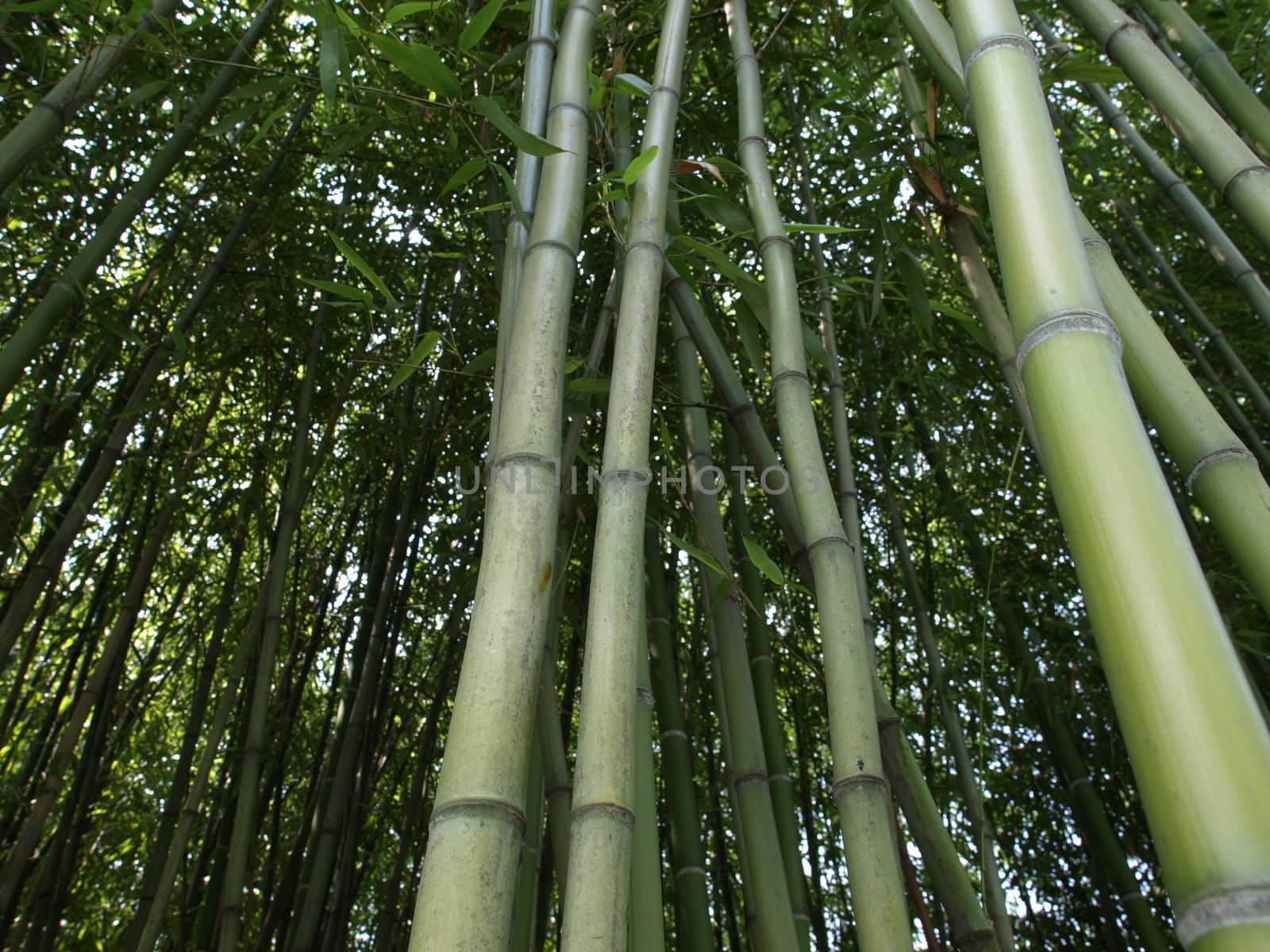 Bamboo cane trees useful as a background