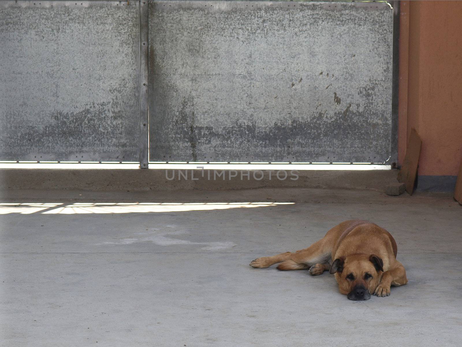 Sad lonely dog lying on the floor on a hot summer day - with copy space on the left