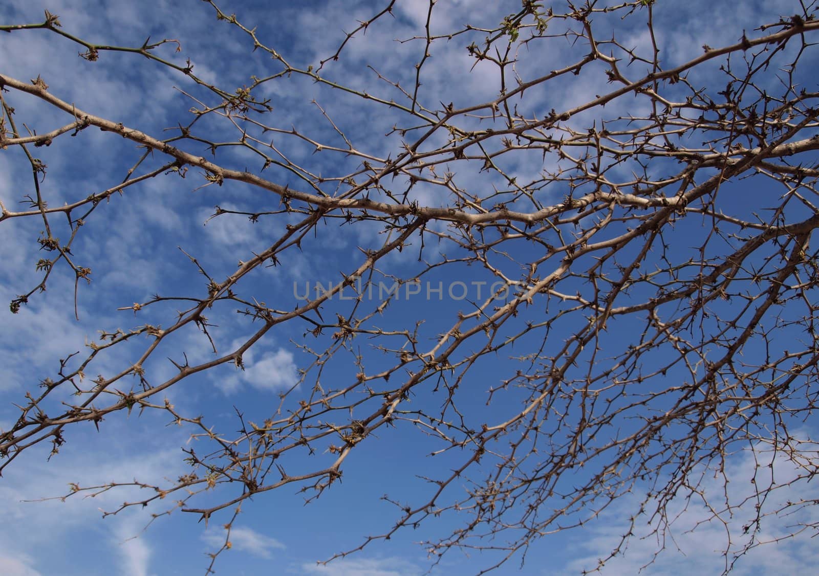 Tree branches against sky background by Alminaite