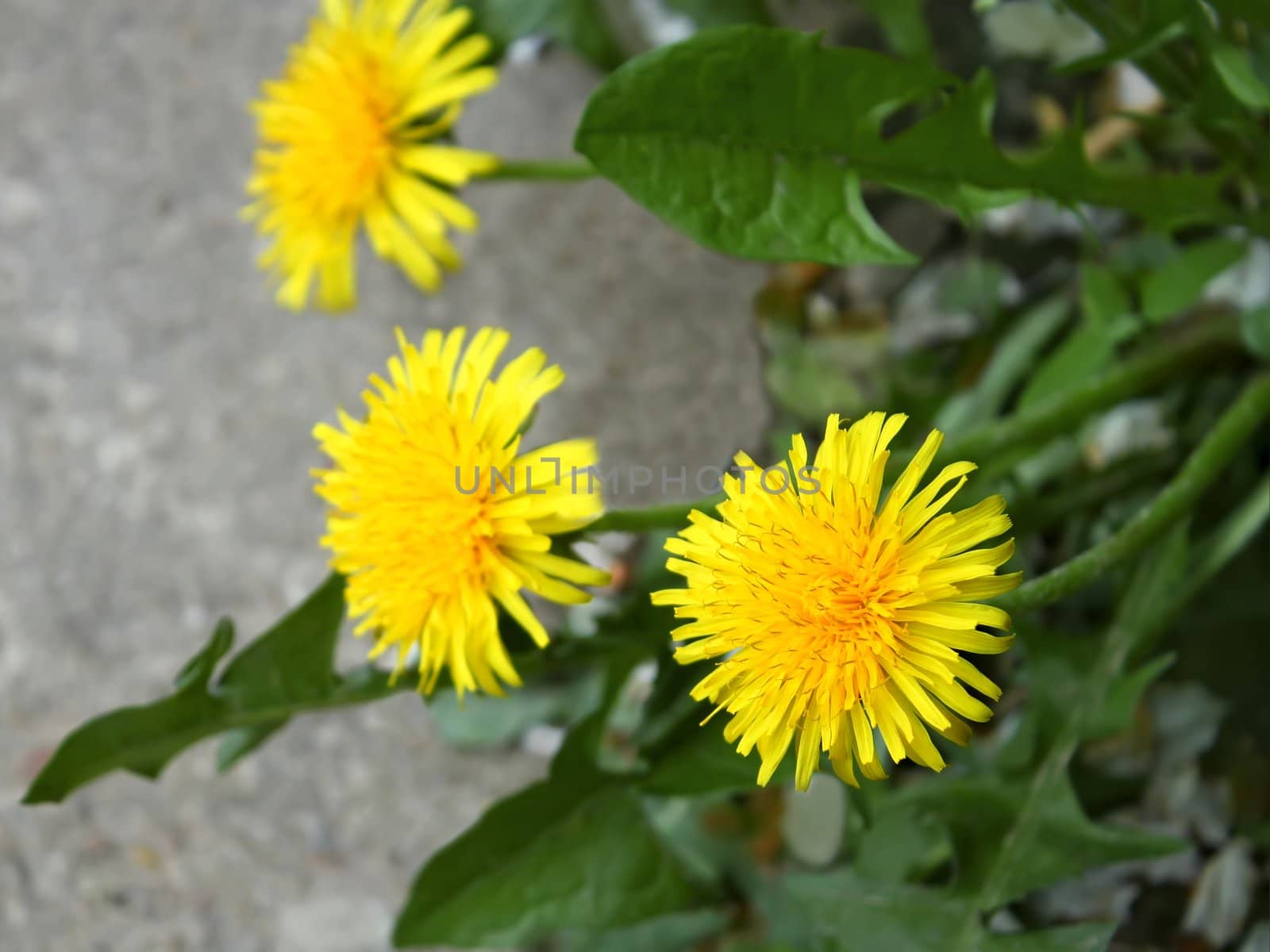 The first spring dandelion flowers by qiiip