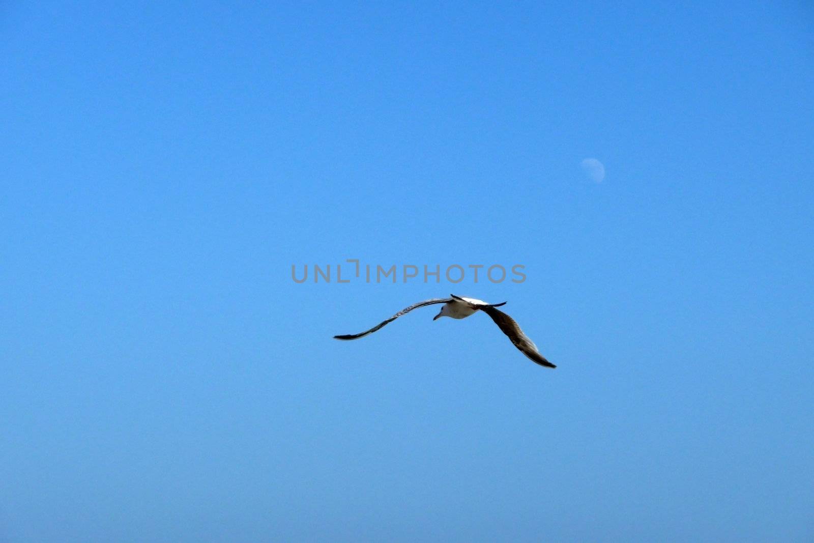 Seagull in flight over the Brighton coastline.