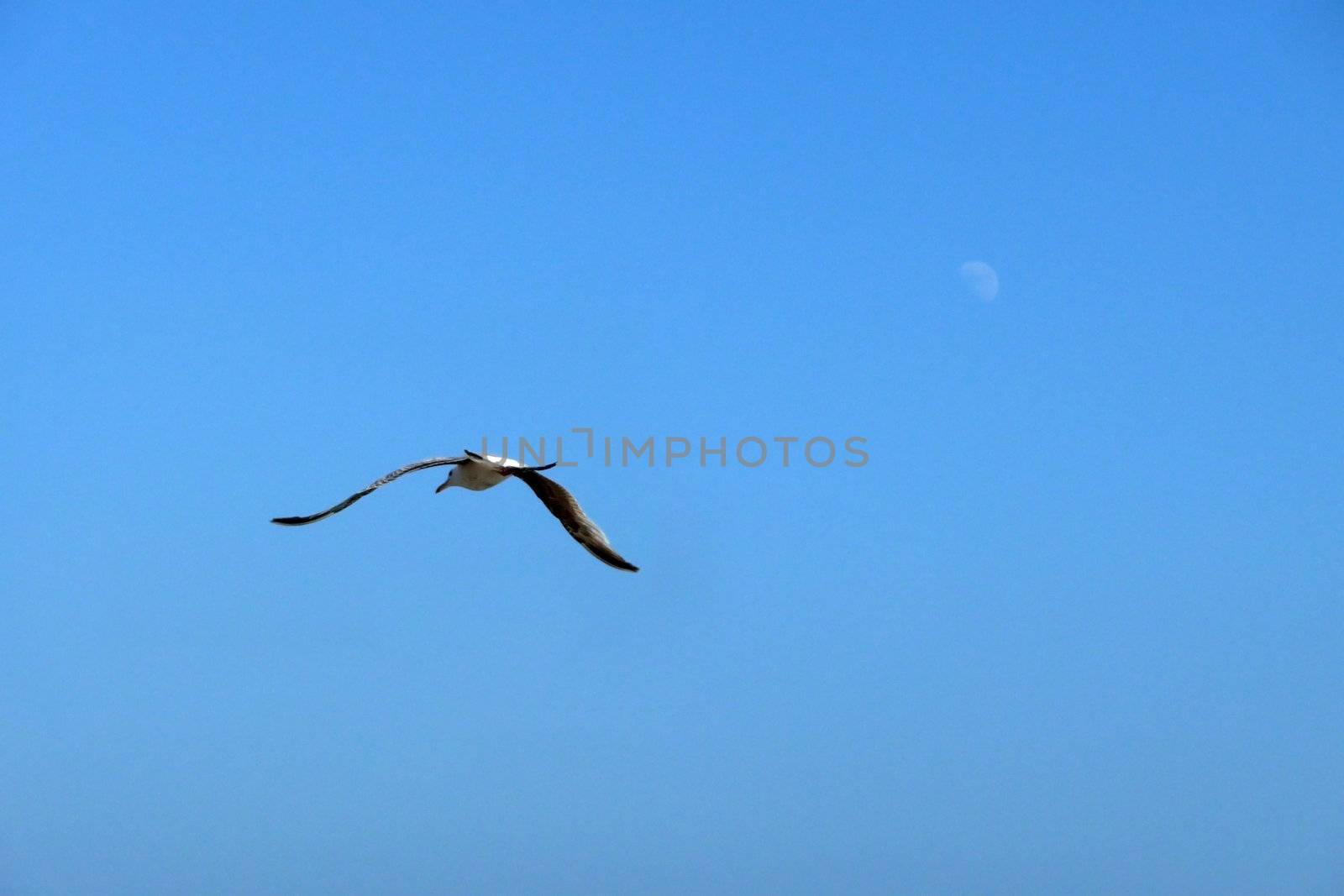 Seagull in flight over the Brighton coastline.