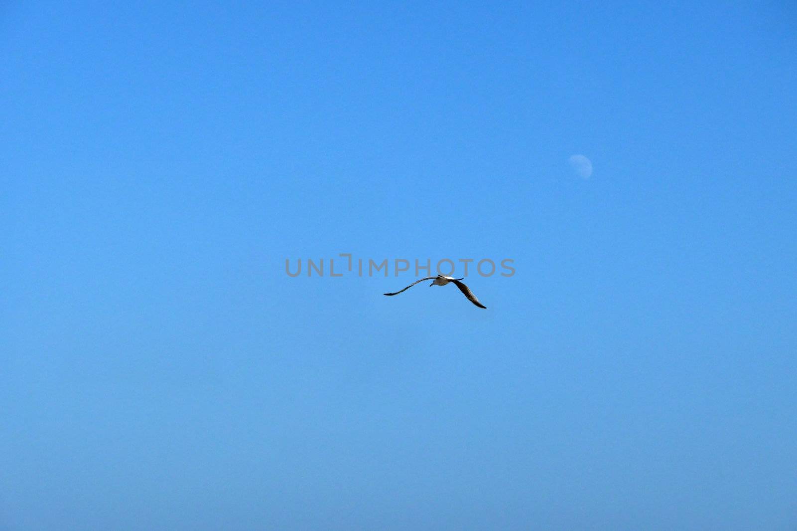 Seagull in flight over the Brighton coastline.