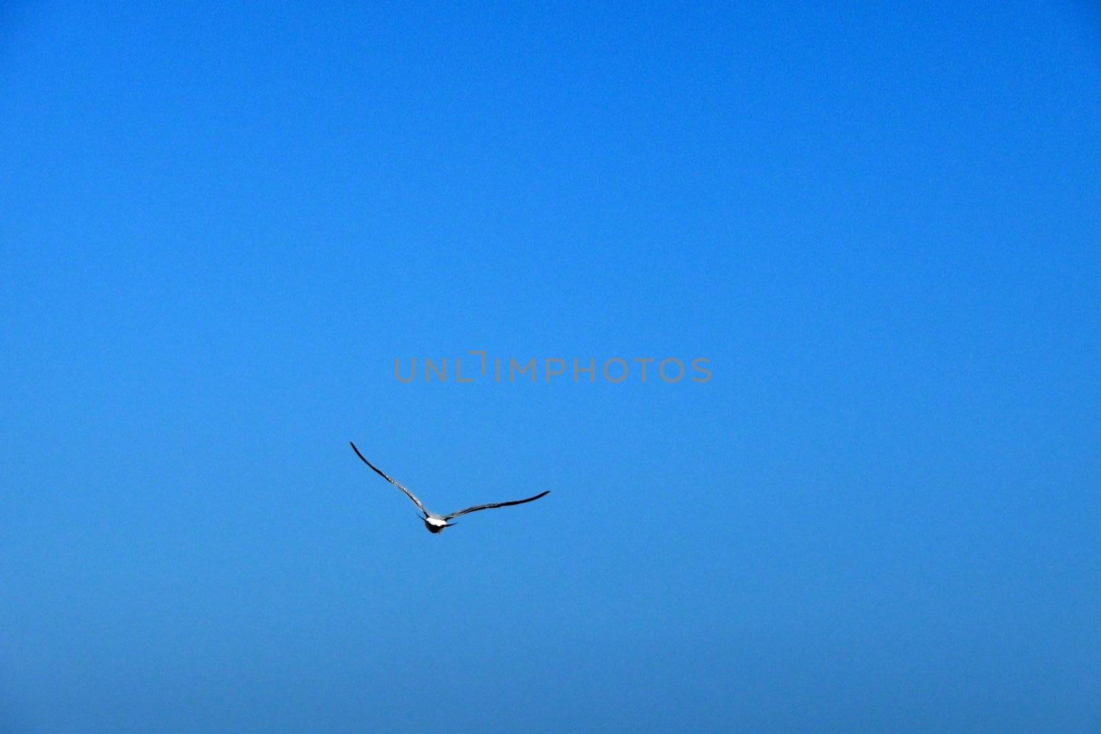 Seagull in flight over the Brighton coastline.