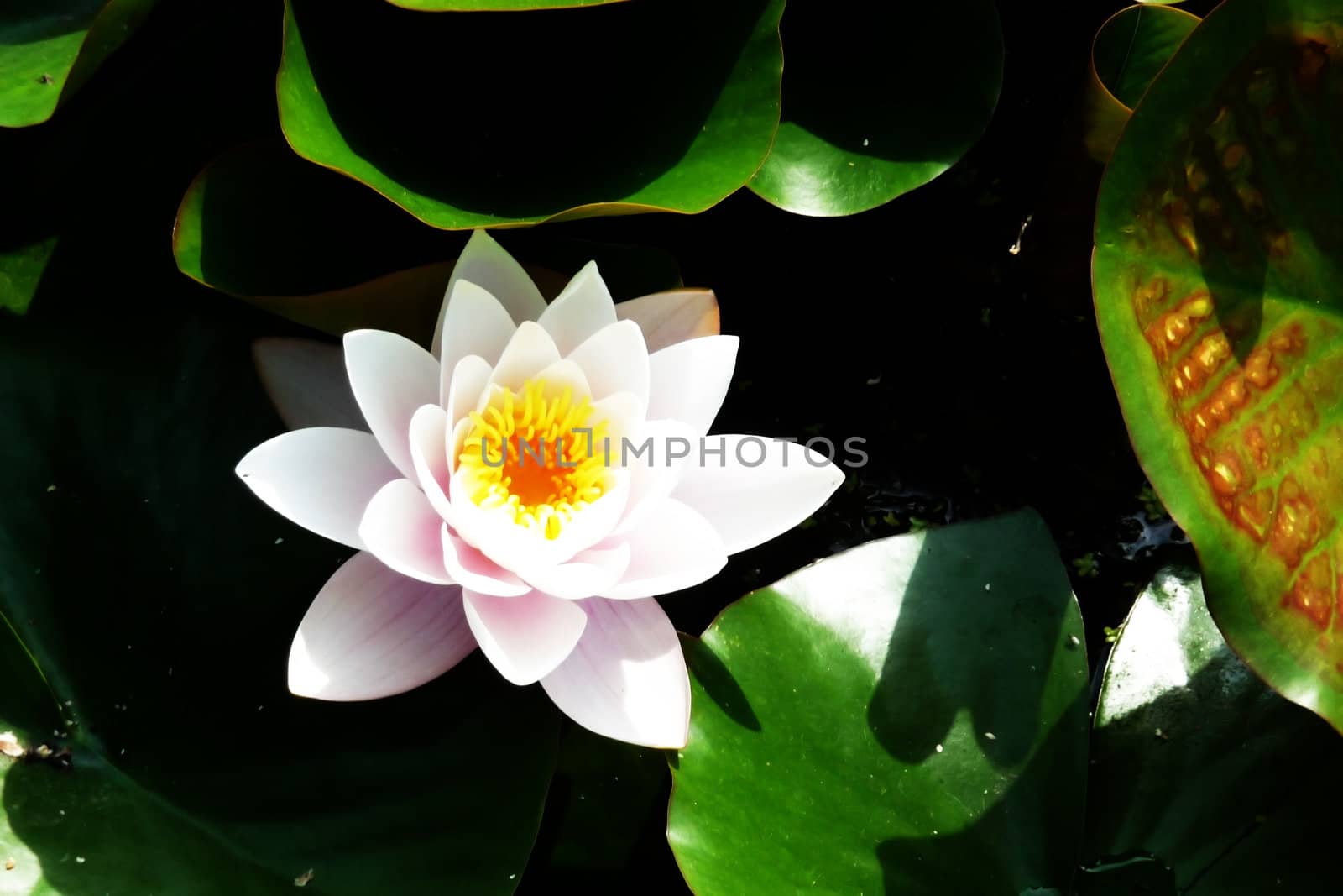 A water Lily flower in full bloom.