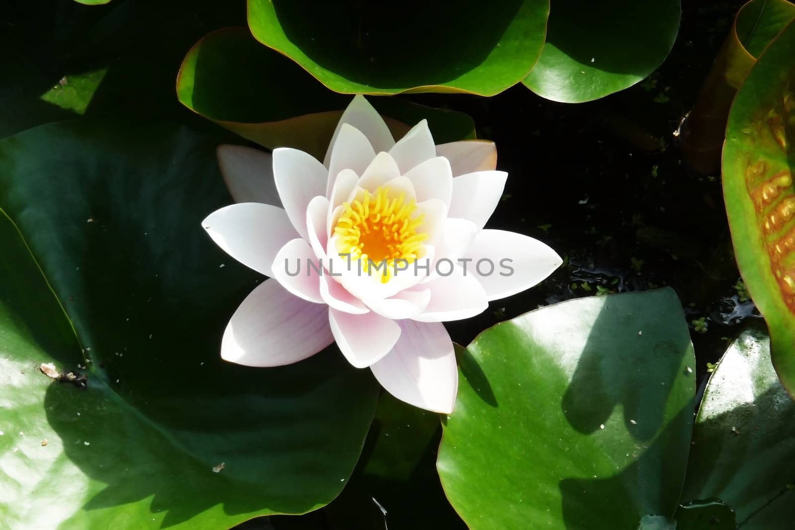 A water Lily flower in full bloom.