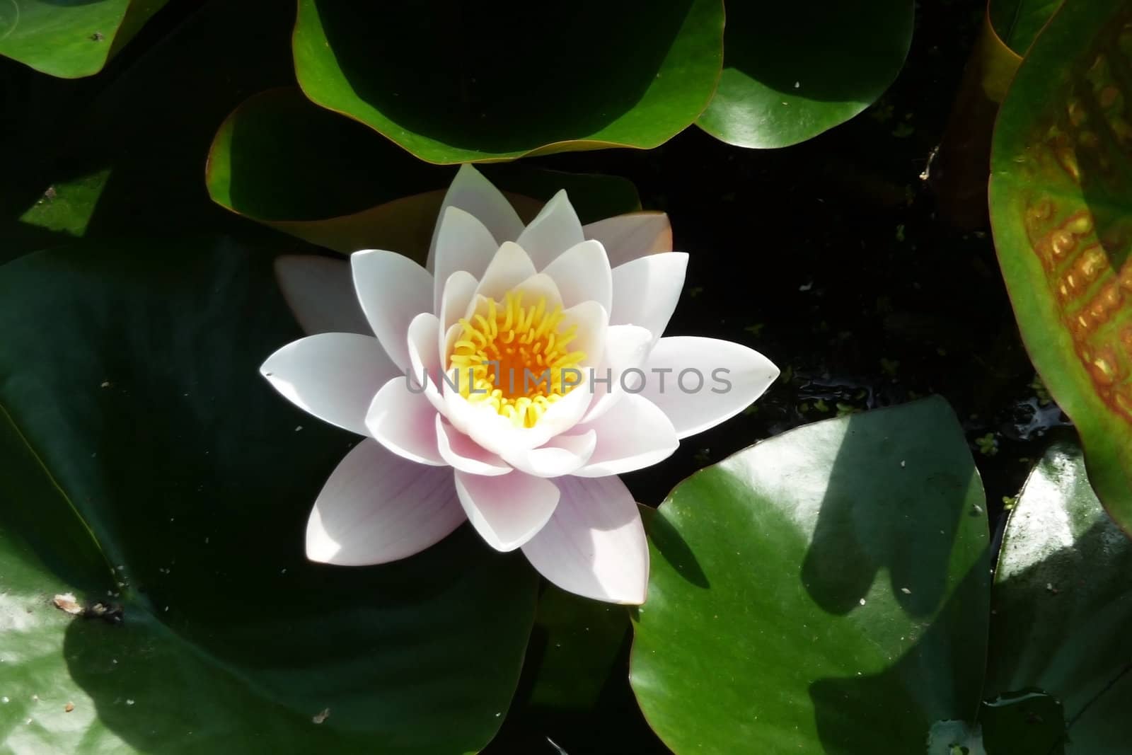 A water Lily flower in full bloom.
