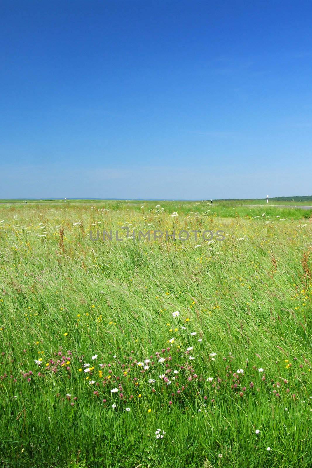 Himmel und Maiwiese
