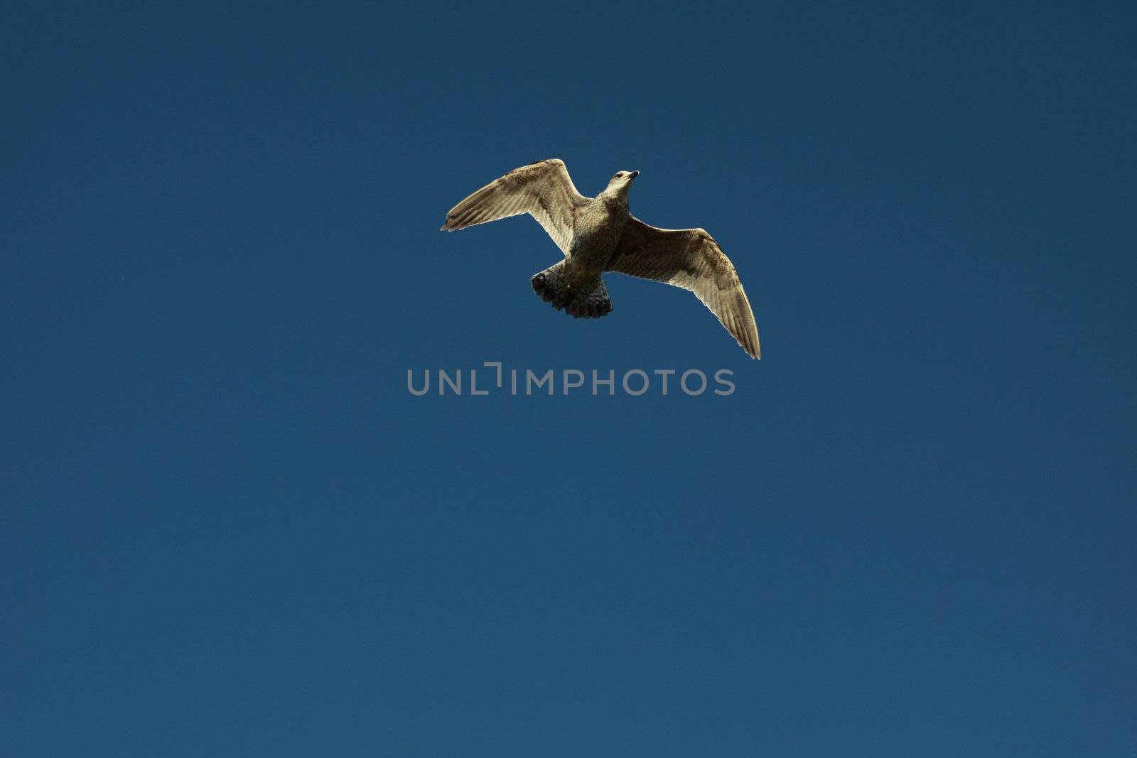 seagull in the sky