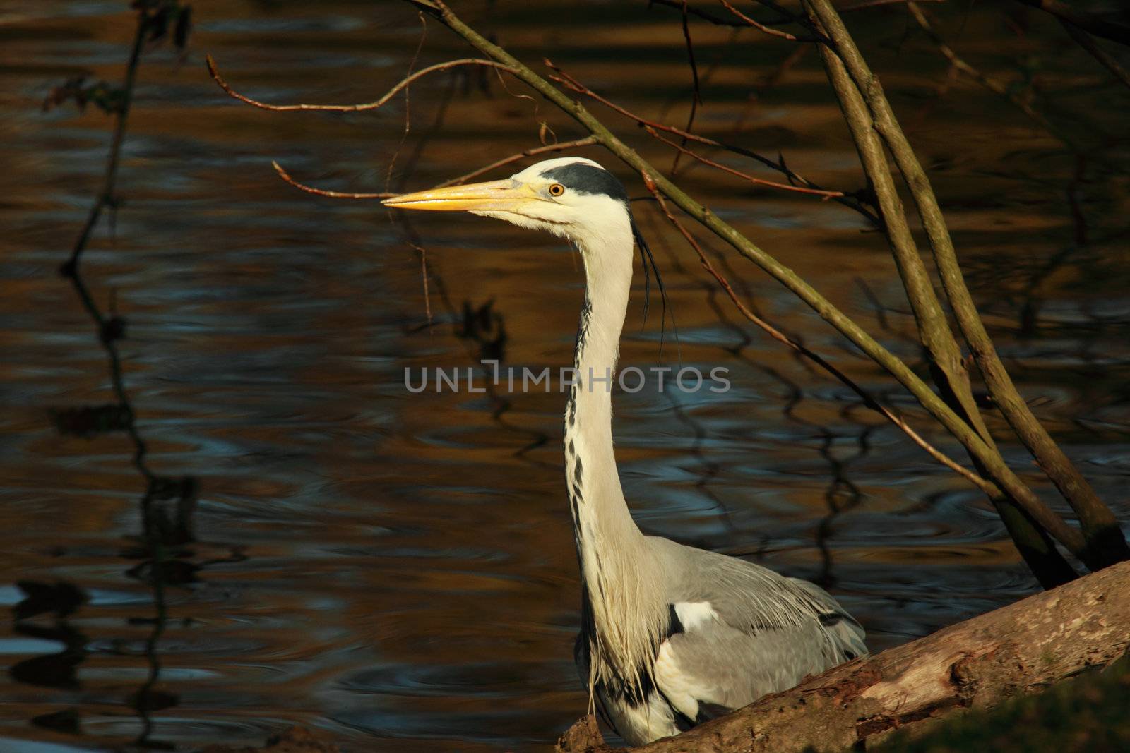 gray heron in the water