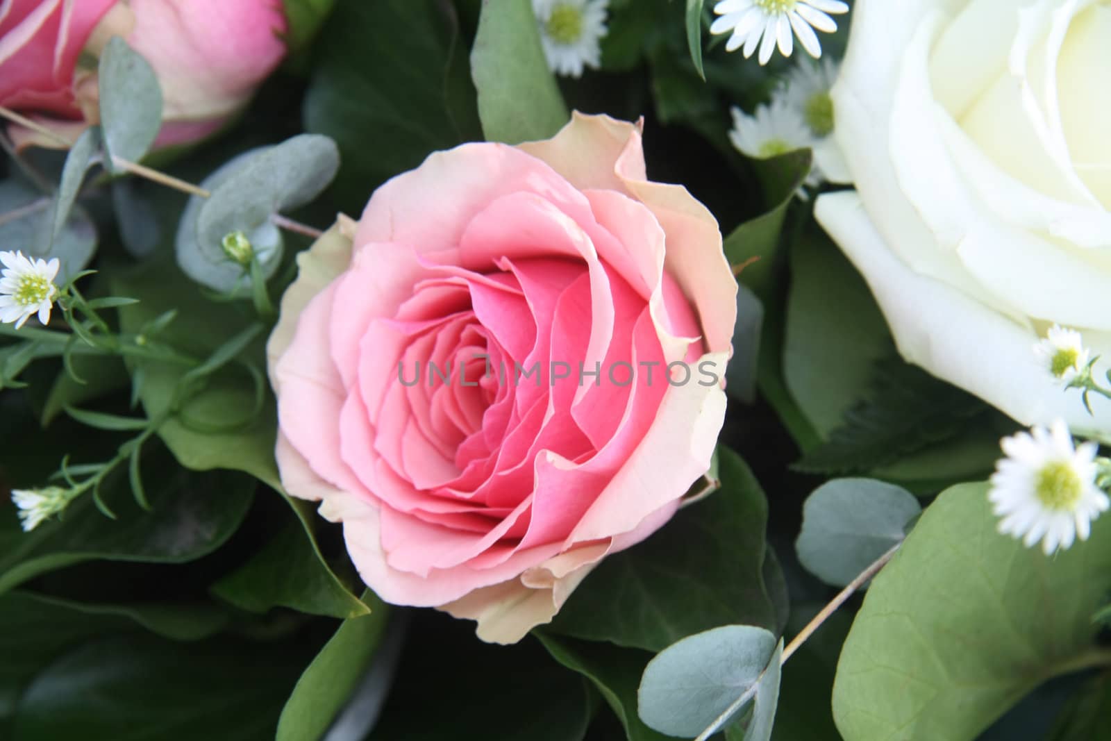 A single solitair pink rose and some green leaves