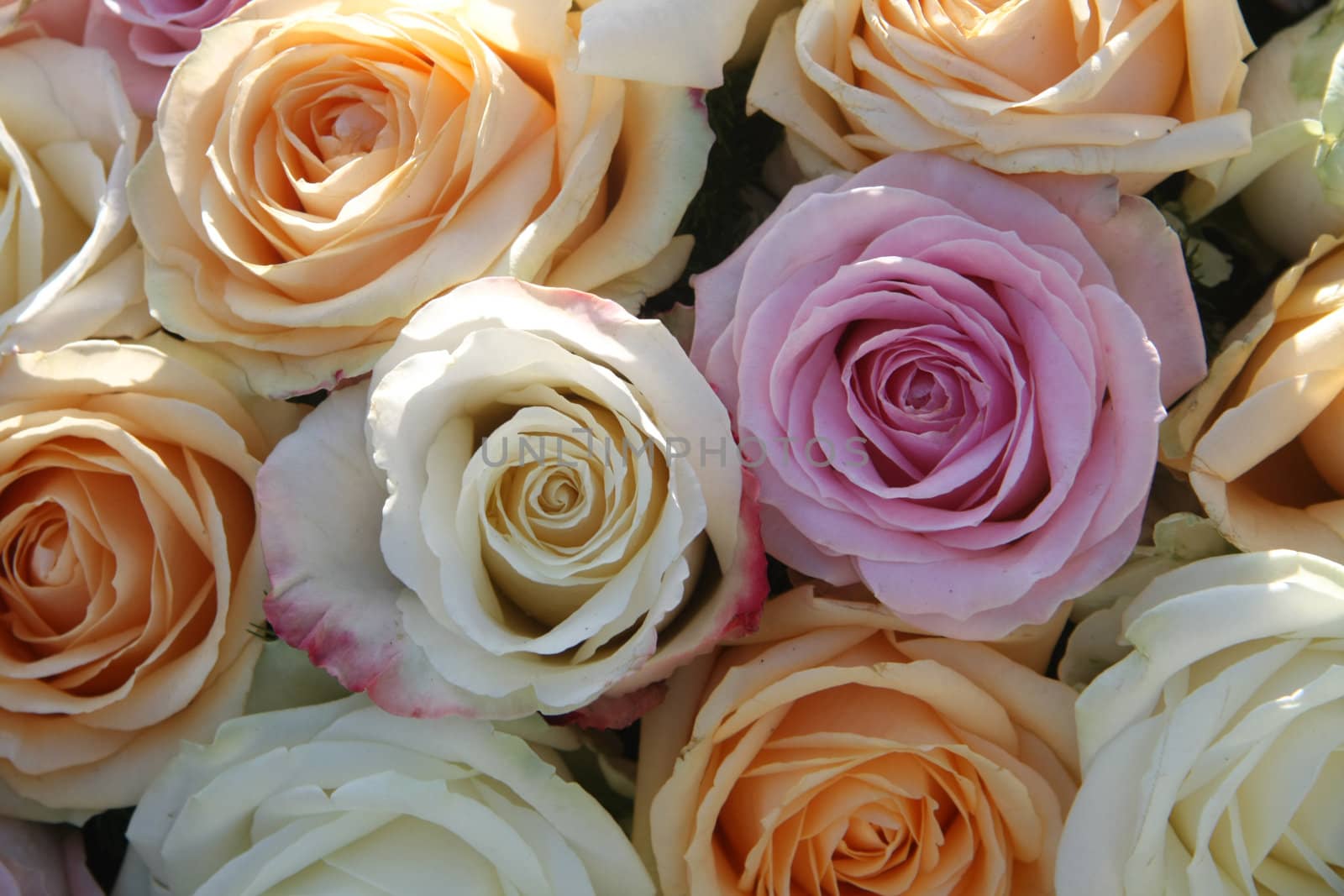 A floral arrangement made off big orange, white and purple lila roses in the sunlight