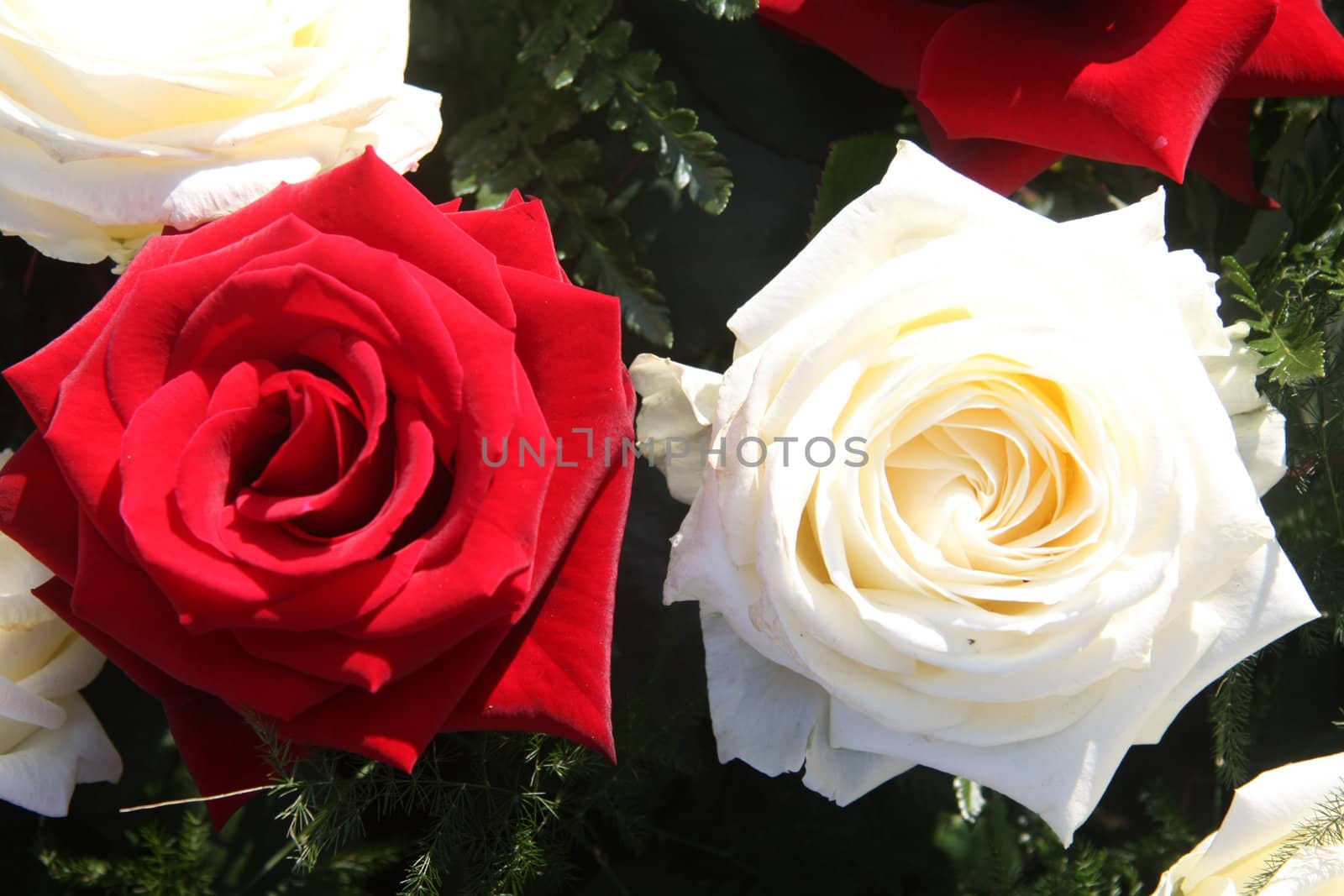 A red and white rose in early spring sunlight