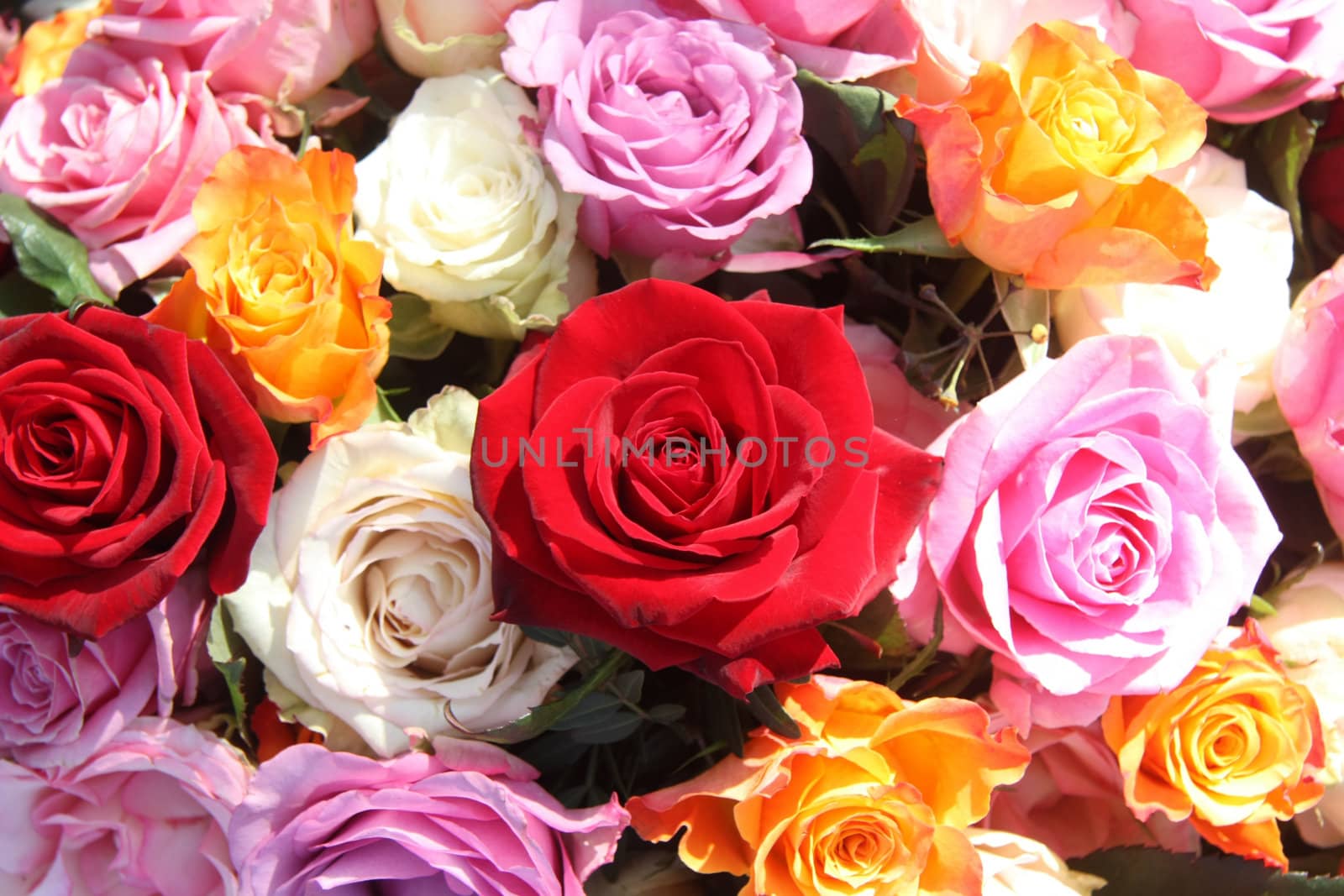A floral arrangement made off big orange, white, pink and red roses in the sunlight