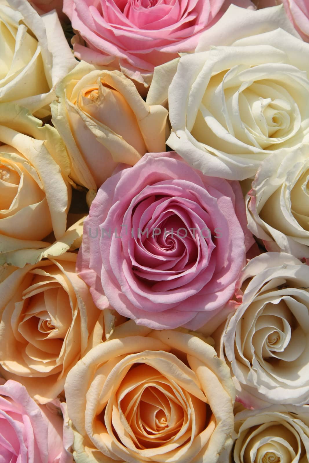 A floral arrangement made off big pastel orange, white and pink roses