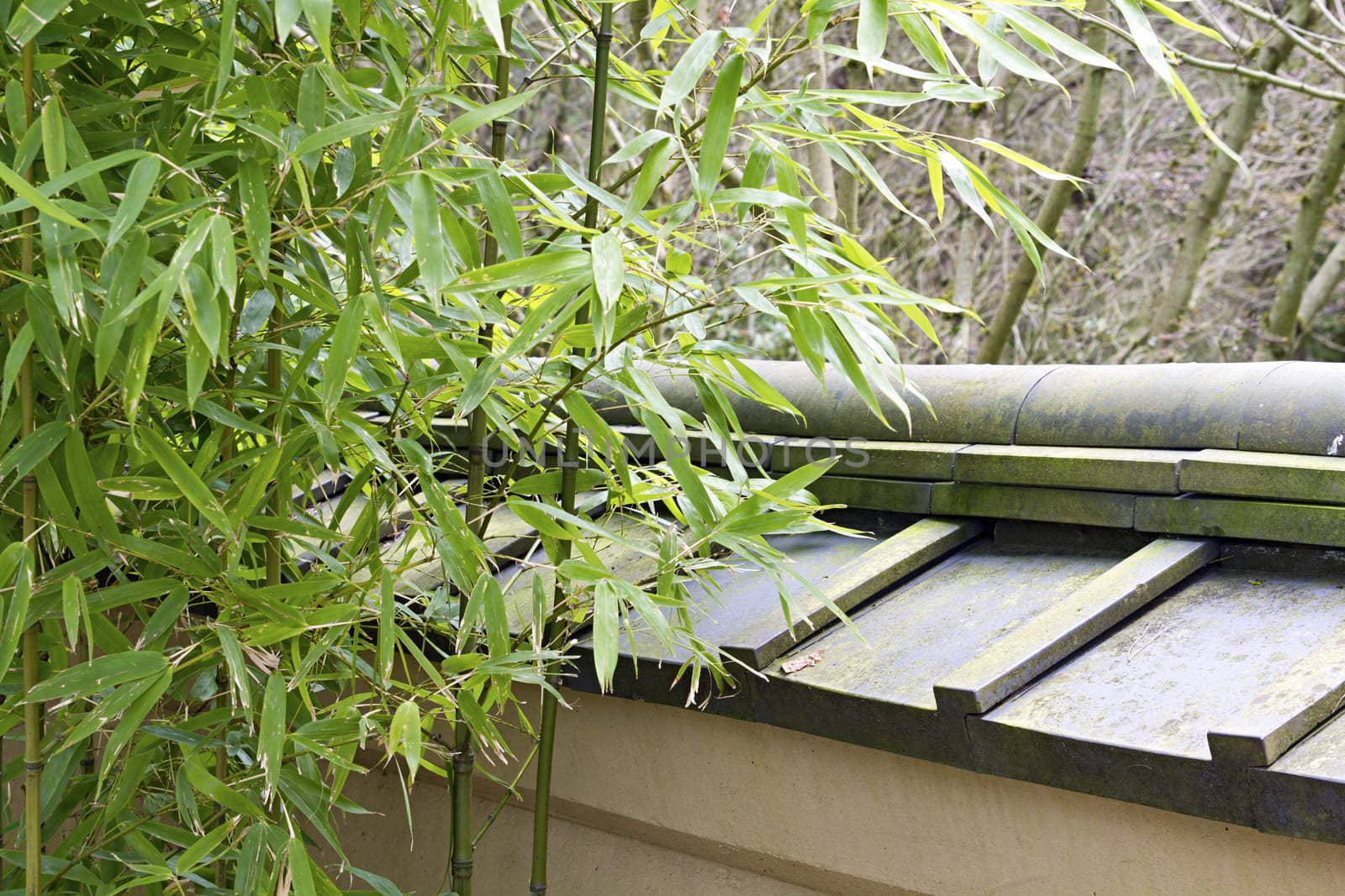 Bamboo Plants by the Tiled Roof Wall at Portland Japanese Garden