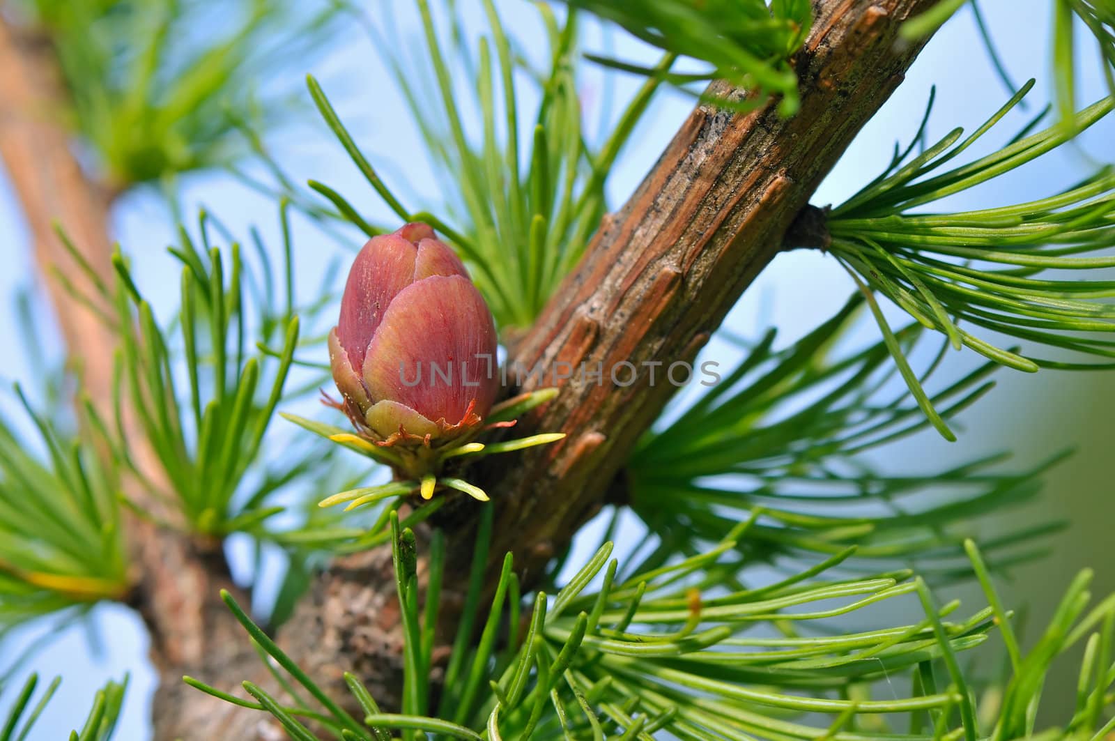 Red larch flower on a branch in summer