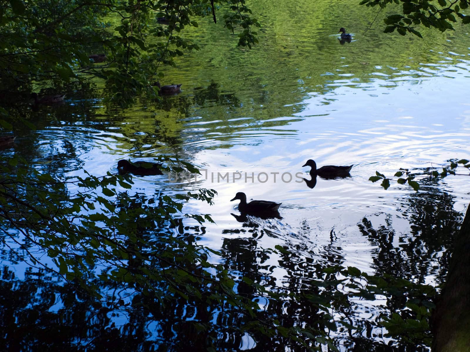 Mallard ducks swimming in a lake with beautiful reflection in the water