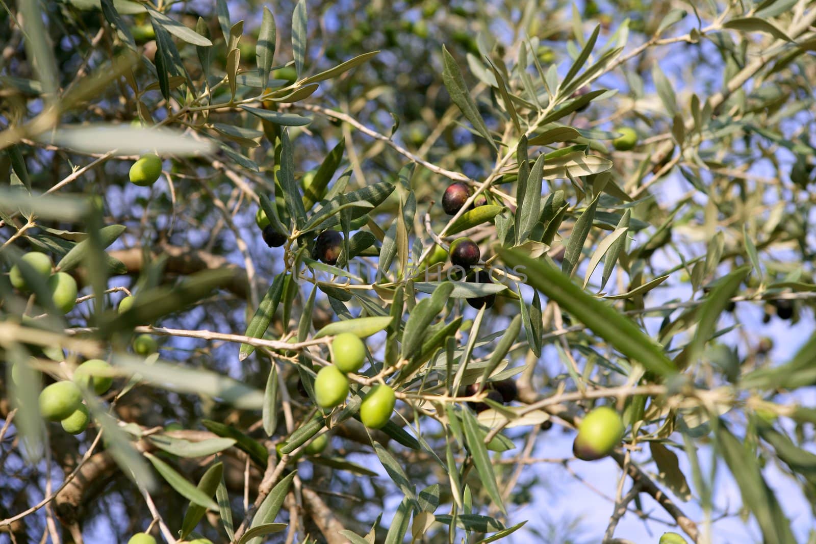 branch details with olives growing by lunamarina