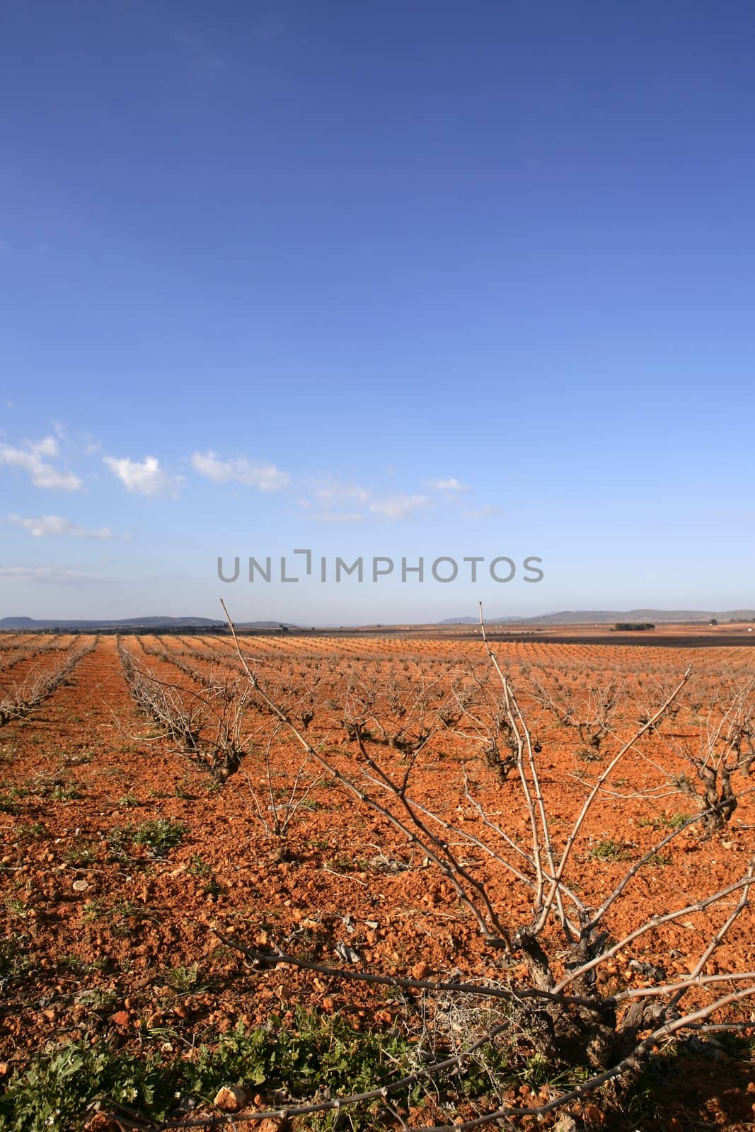 Rows of grapevines in vineyard in Spain, dried red soil