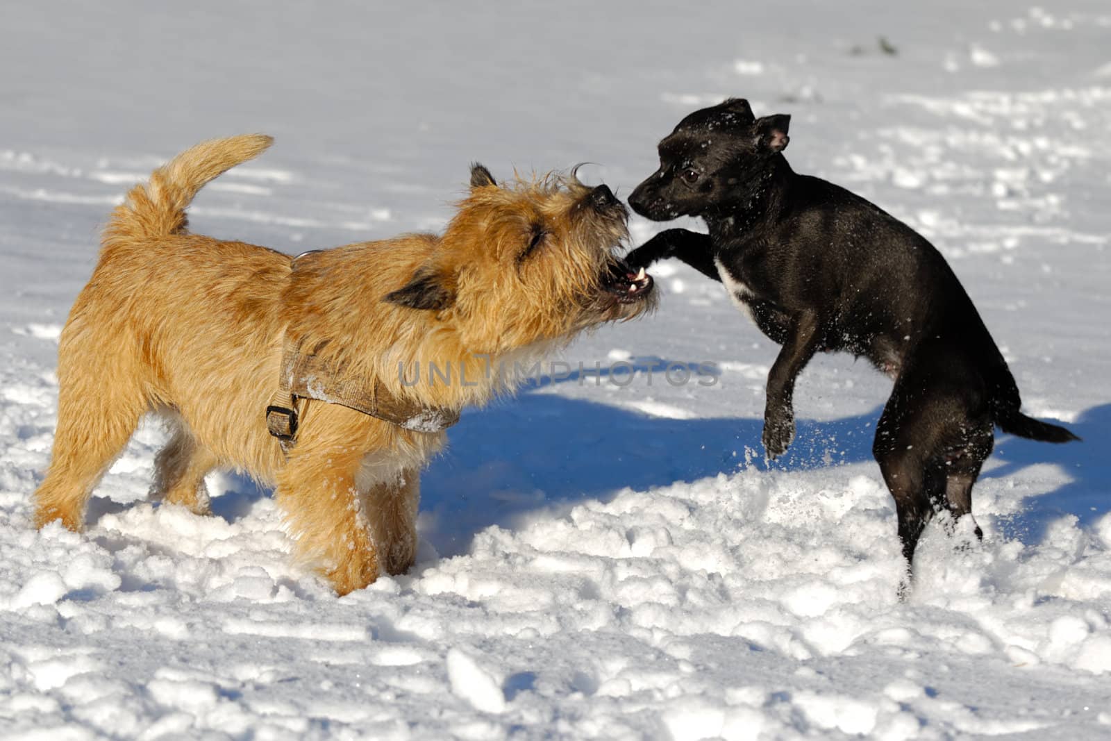 Dogs are playing in the snow. Motion blur. The breed of the dogs are a Cairn Terrier and the small dog is a mix of a Chihuahua and a Miniature Pinscher. 