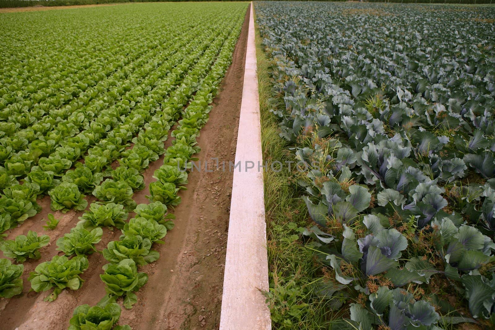 Cabbage fields, rows of vegetable food by lunamarina