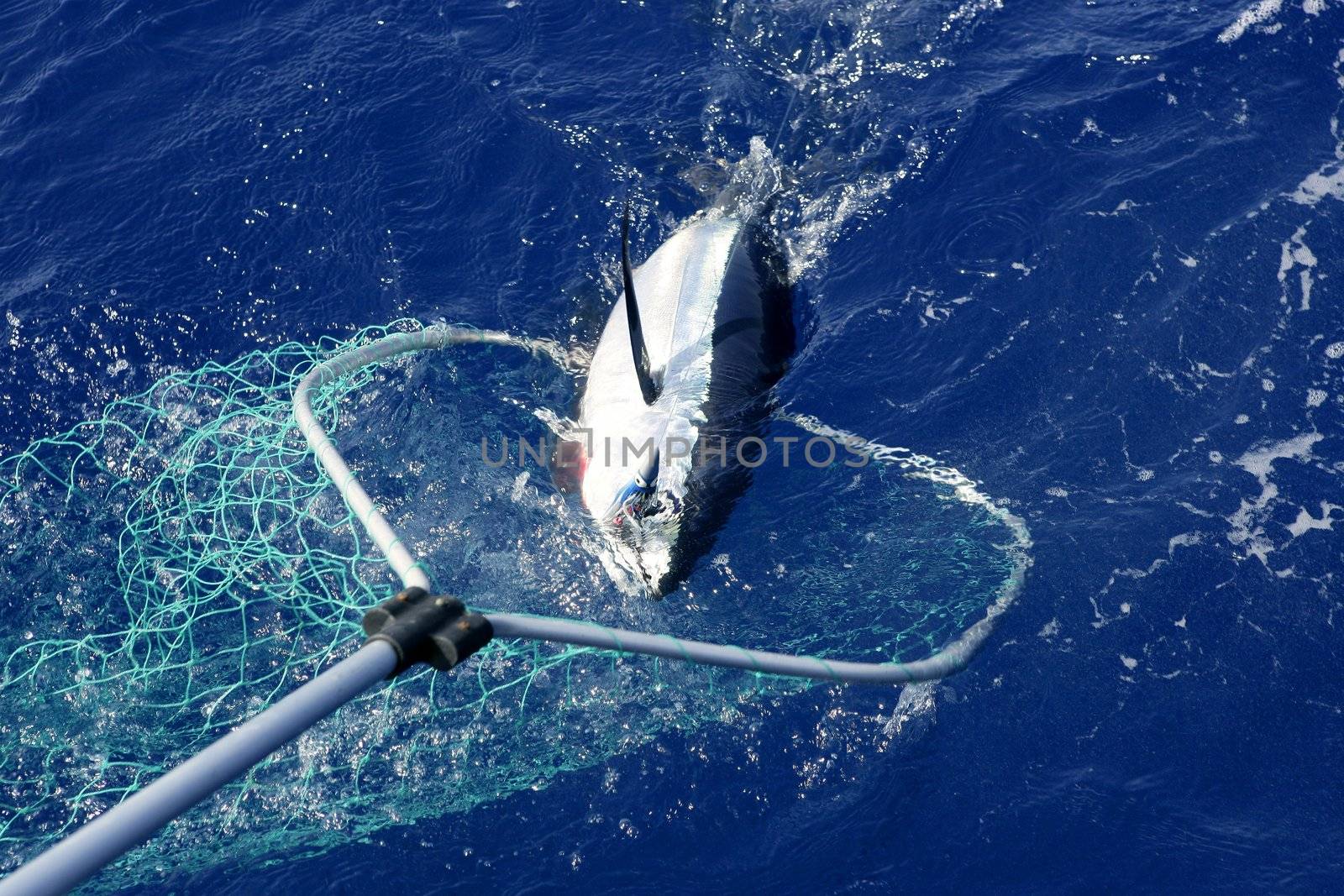 Blue fin tuna Mediterranean fishing and release by lunamarina